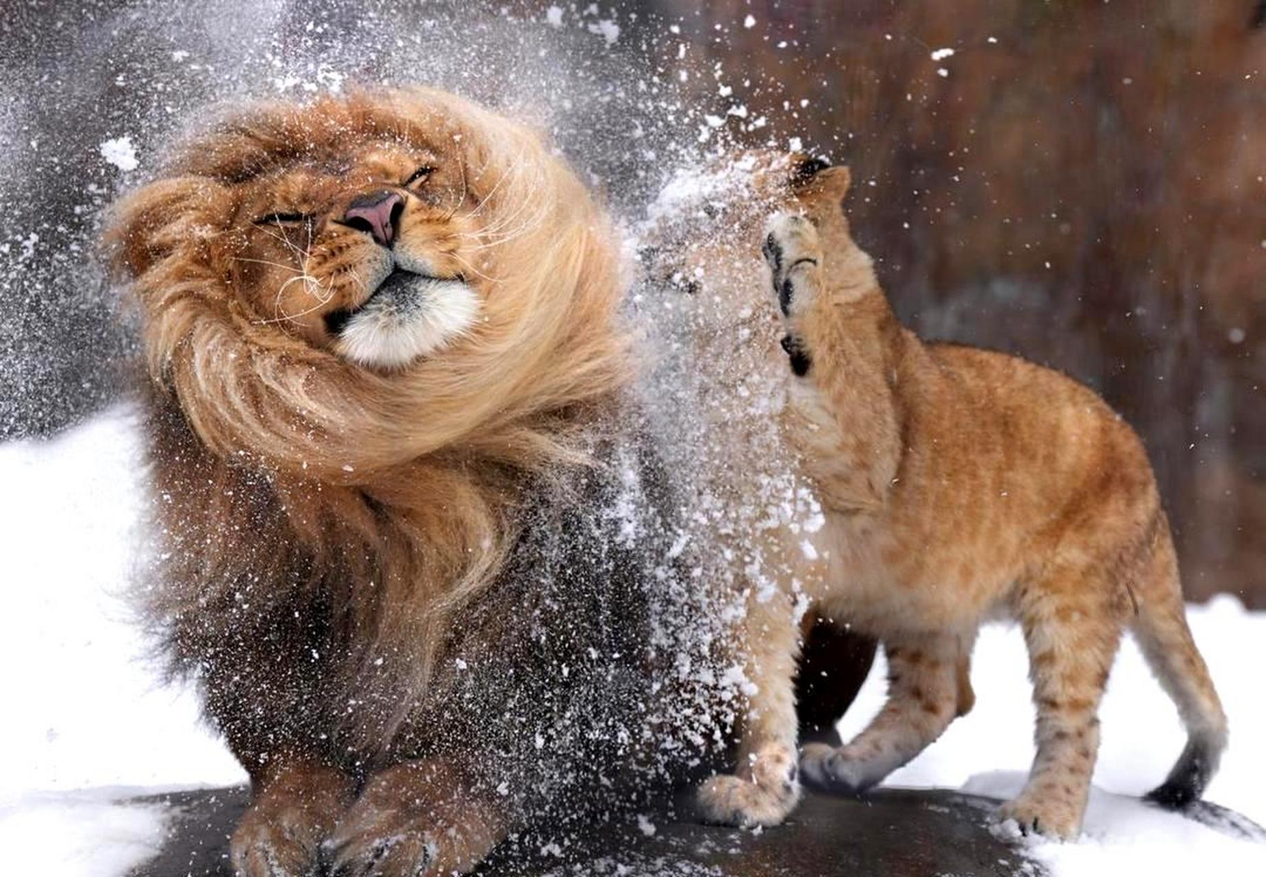 狮子热爱玩雪,展现出其活泼可爱的一面.