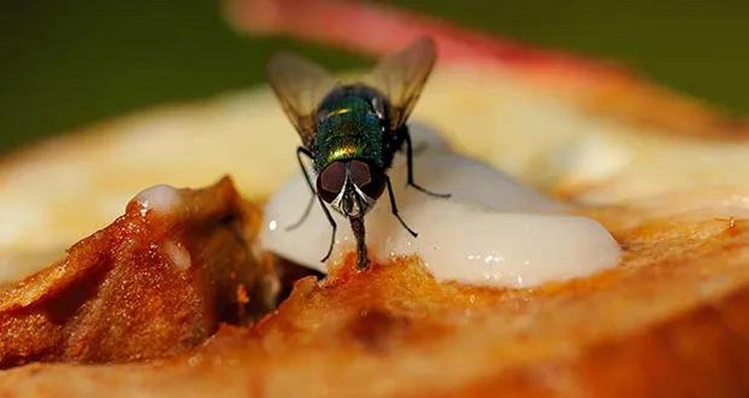 当苍蝇落在食物上时,它们会停留一会儿,接着喜欢吐出消化液来涂抹在
