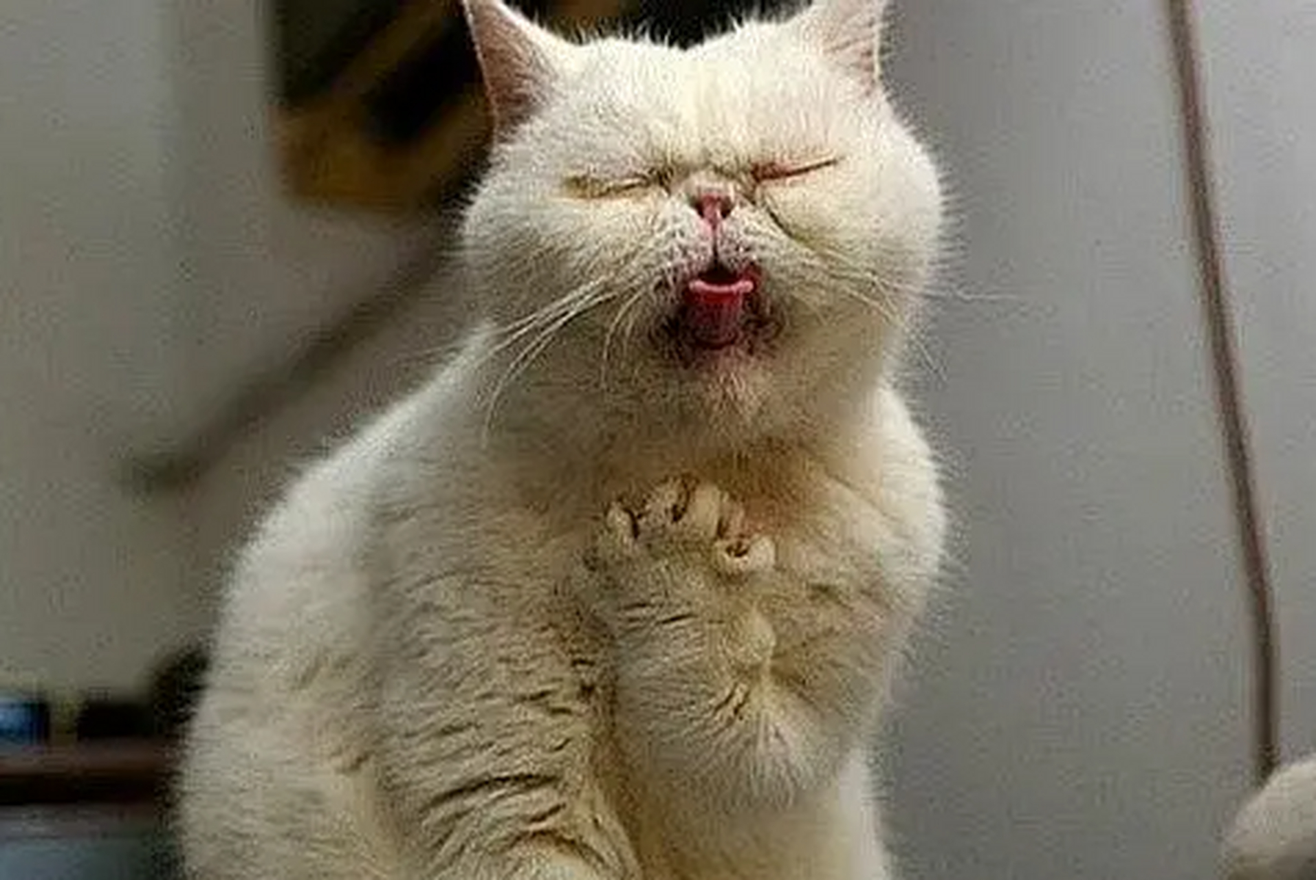 我咨询了我的兽医朋友是这样告诉我的:  猫咪咳嗽不一定就是肺炎