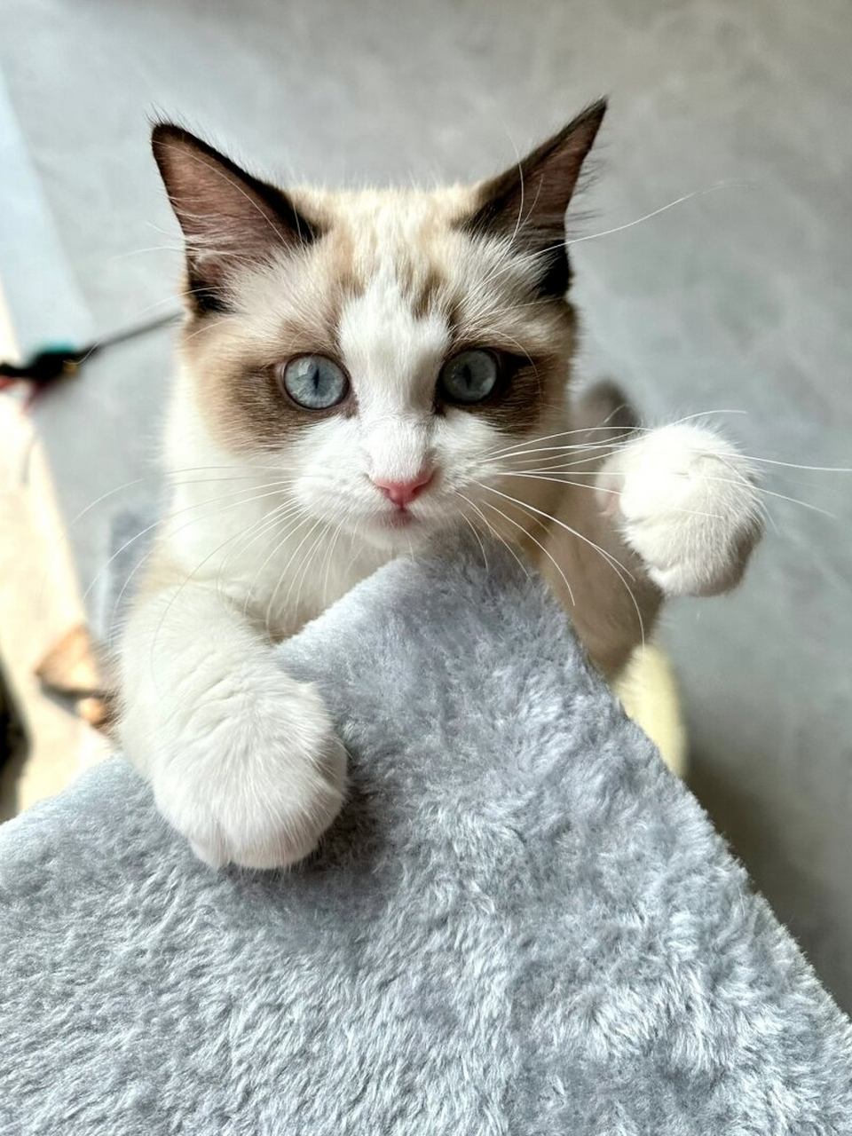 完美诠释可爱之极的小猫咪  这只布偶猫非常温顺,善良,亲切,让人心动