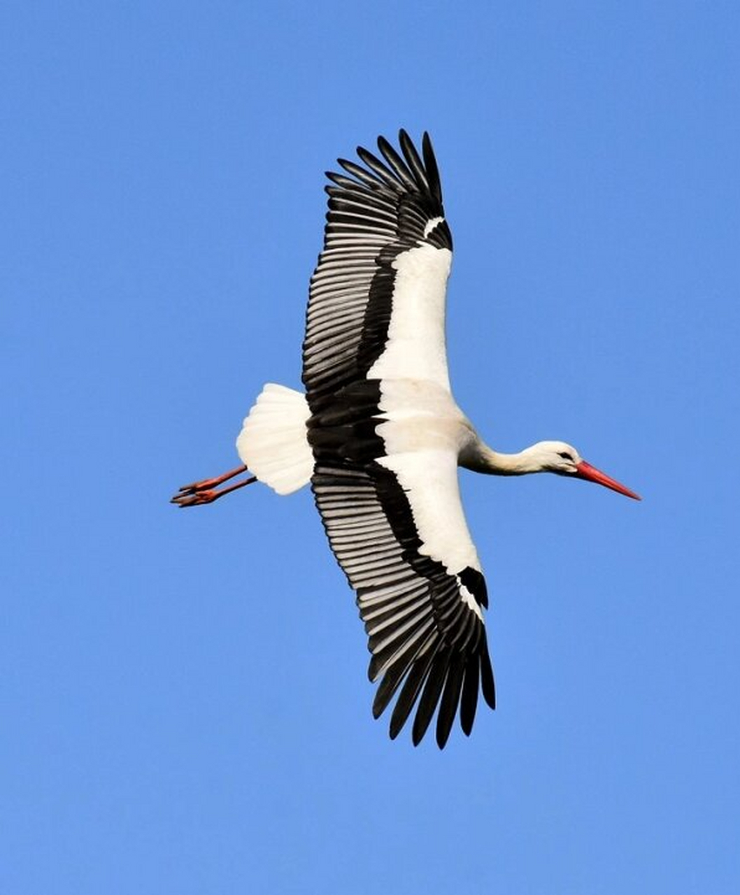 白鹭绘画素材  鹭是一类鸟类的总称,它们有着大而宽阔的翅膀,短而坚实