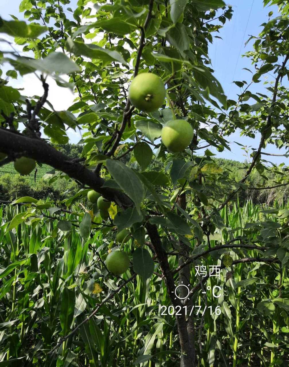 一一我老家山坡路边生长很多野生山梨,这种野山梨也是东北特有的水果