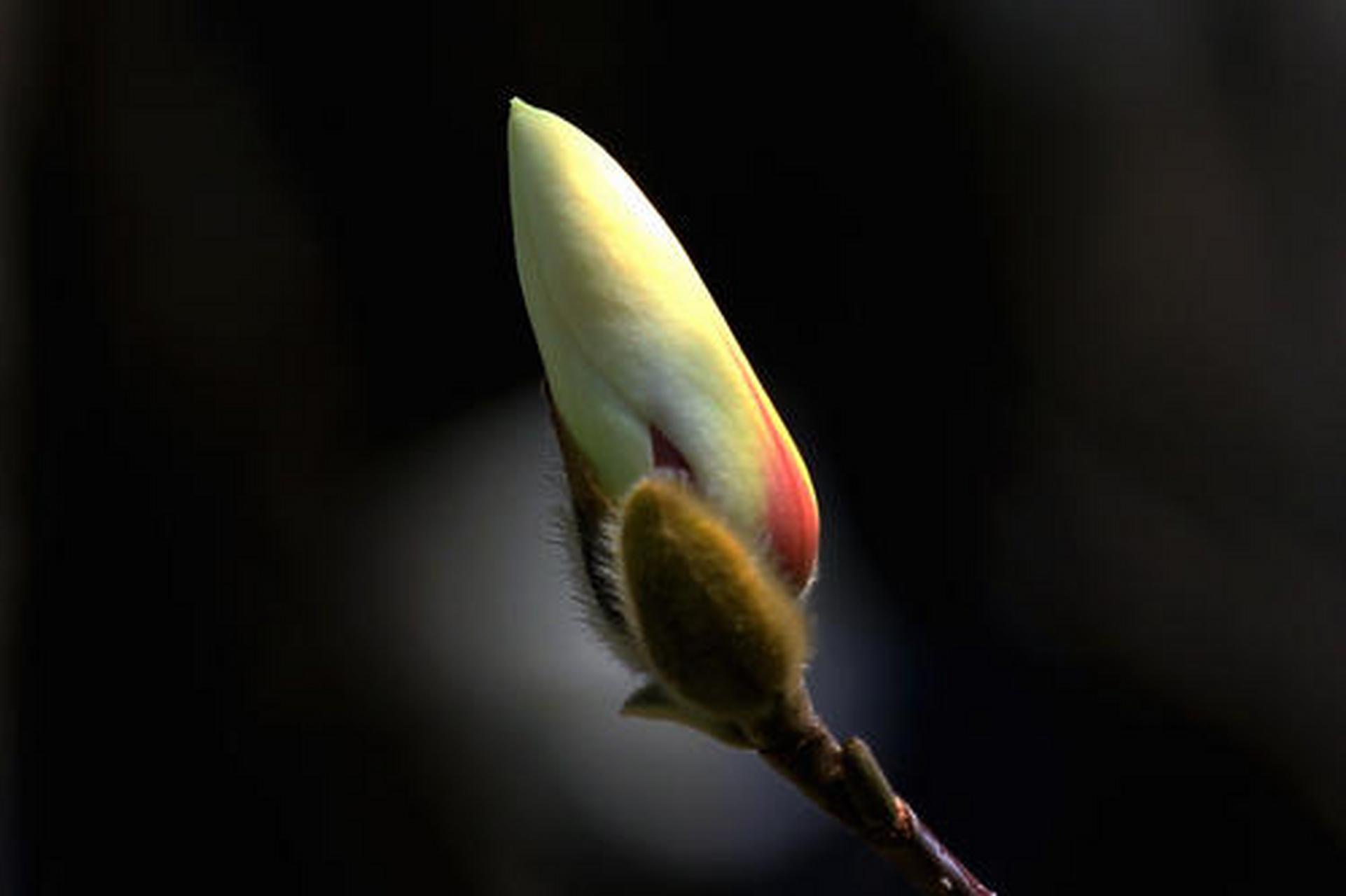 农历二月,南京的玉兰花立枝头,一般白色玉兰先开,紫色玉兰和粉白渐变