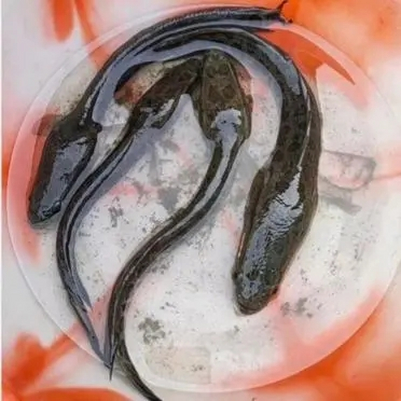 朋友跟我说这是蝌蚪,难道这是变异的品种吗?