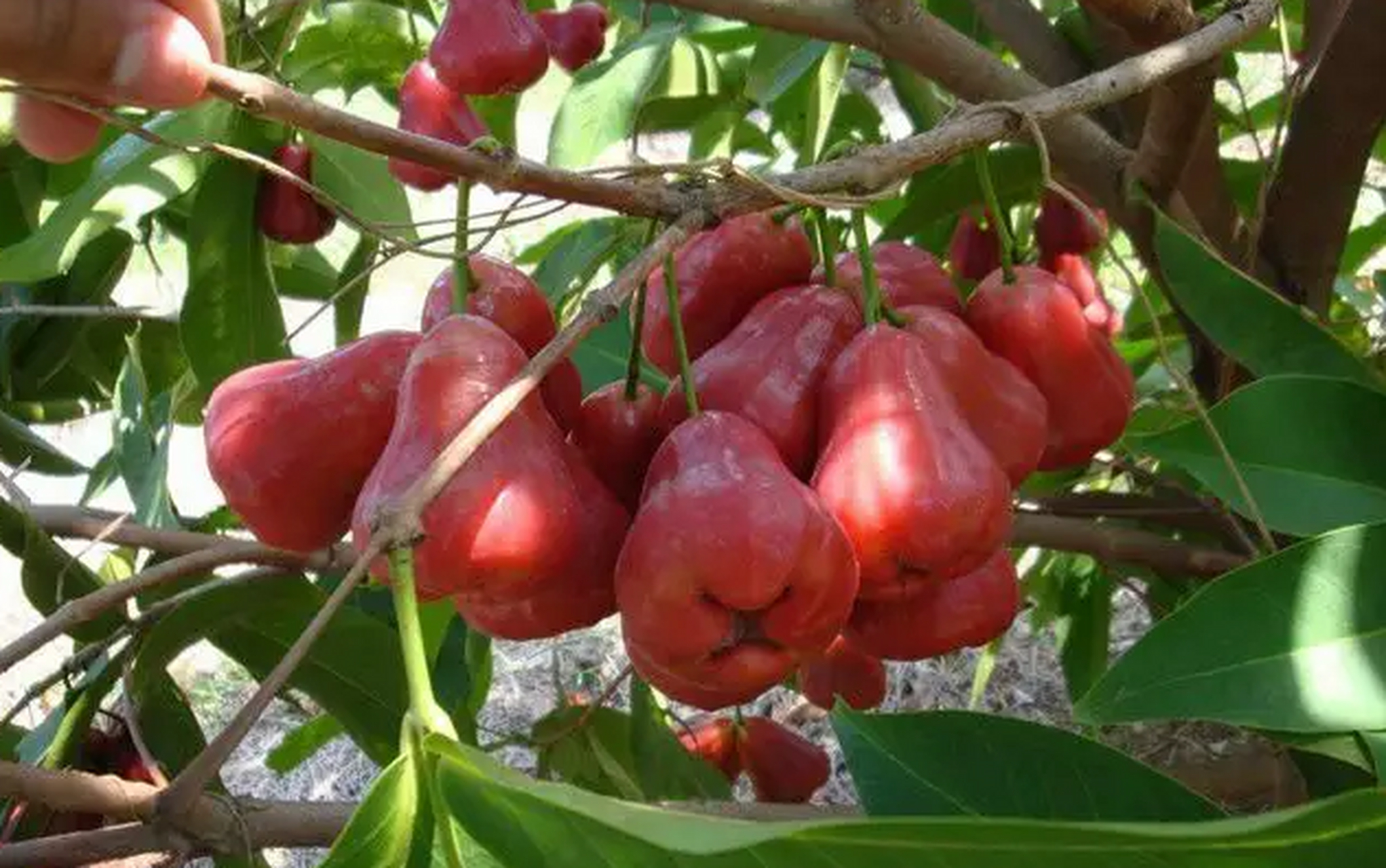 莲雾学名洋蒲桃,又名天桃,爪哇蒲桃,属于桃金娘科乔木.