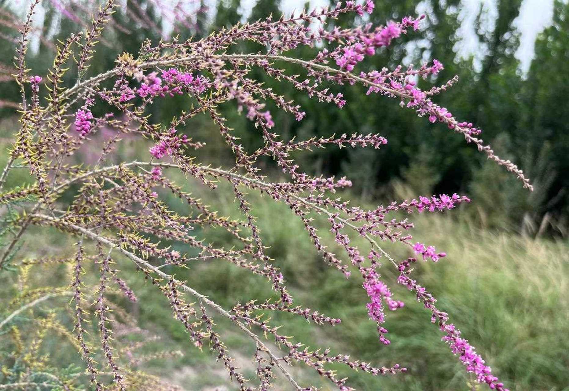 初,新疆的红柳花美得让人惊叹!五彩缤纷,姿态各异!