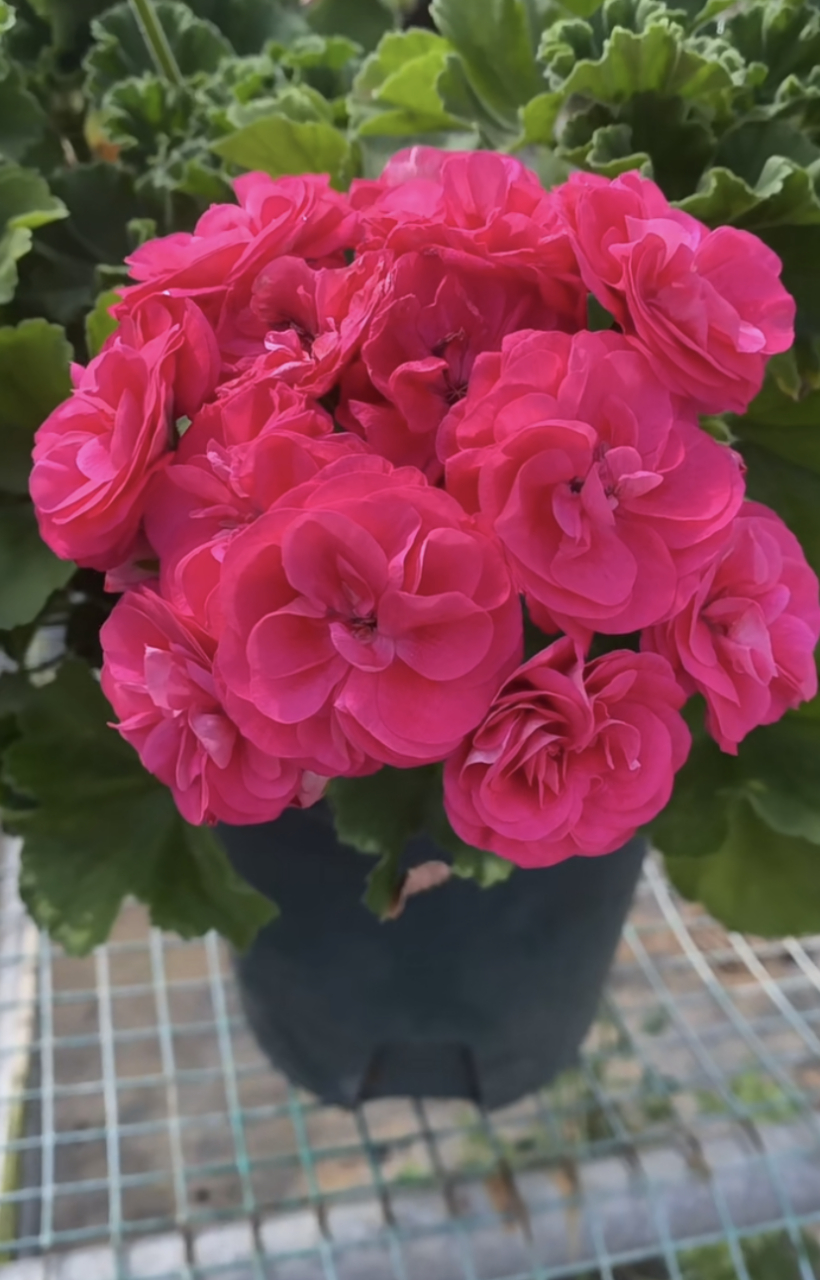 天竺葵"罗莎琳达"