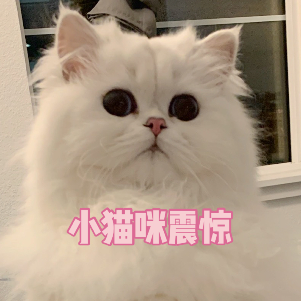 我要踮jiojio 新物种,土拨猫 想看热闹可惜海拔不够