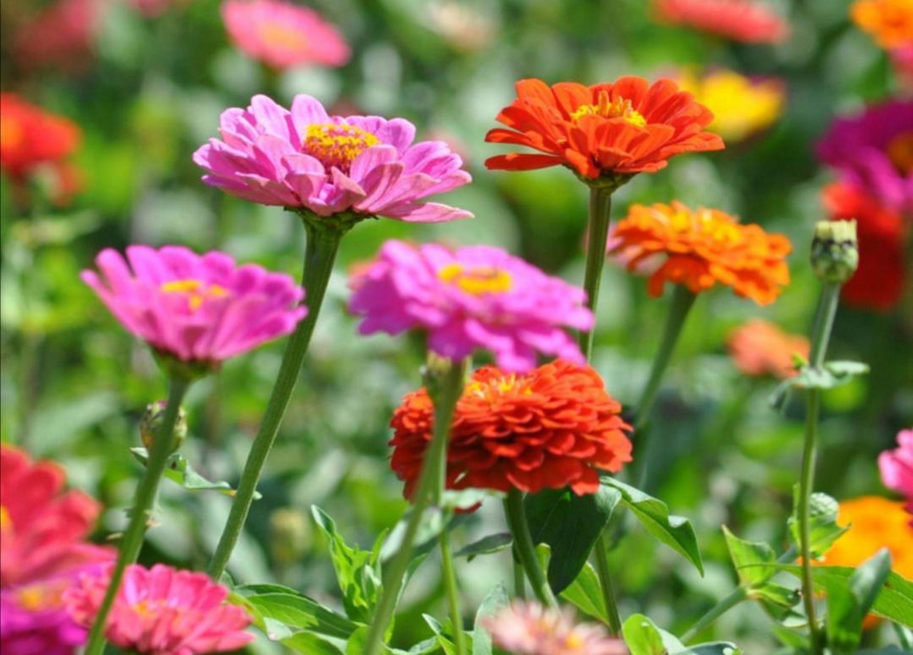 百日菊是菊科植物,也有人叫它"步步高花",以前在农村经常见到它美丽的