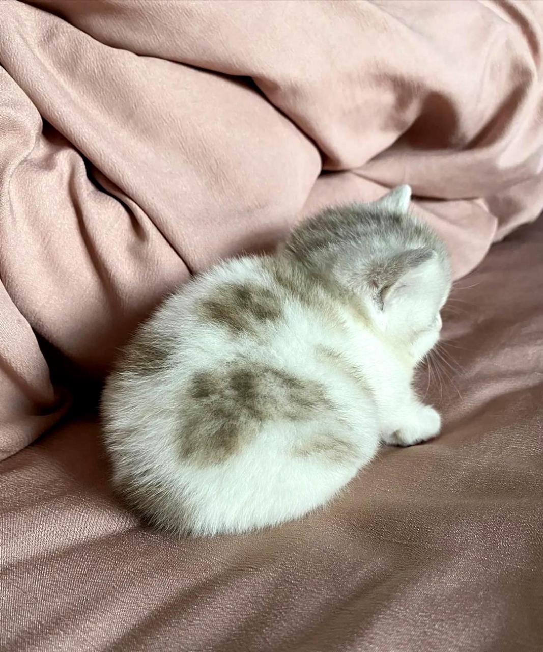 小奶猫缩成一团睡着了,实在是太可爱了!