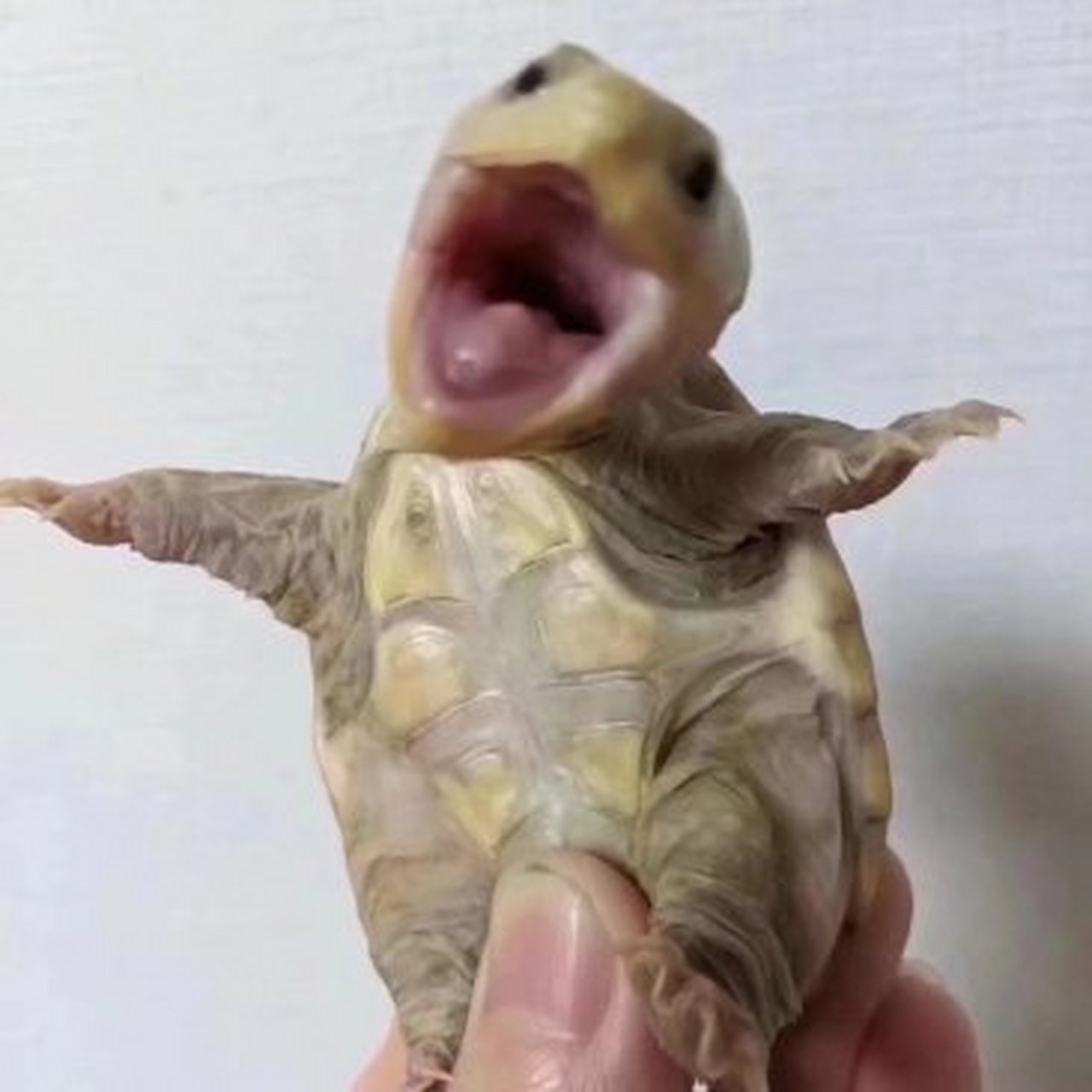 这只乌龟的表情在说什么?