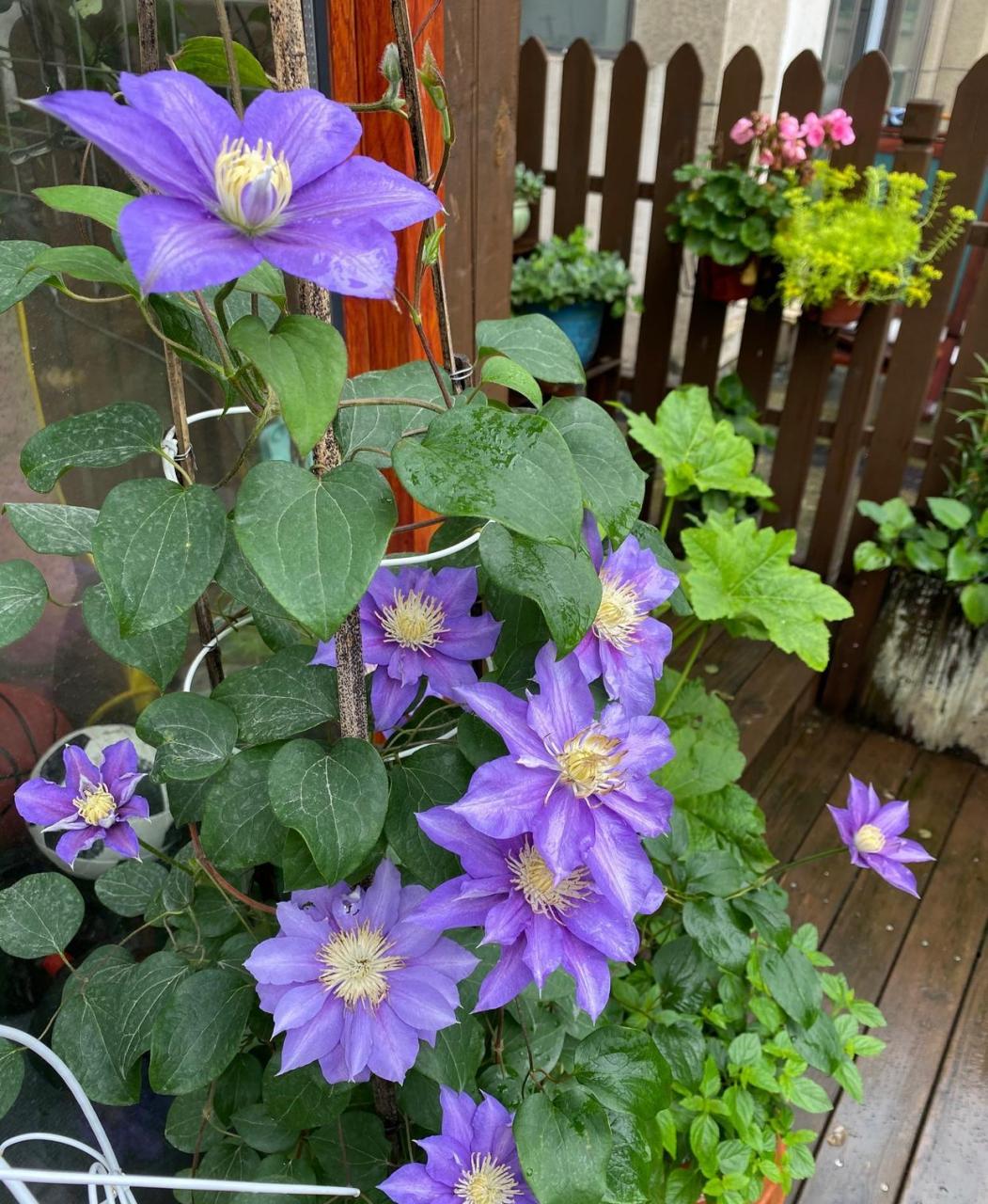 是养铁线莲的季节,给大家推荐一款耐阴性不错的品种——伍斯特美女