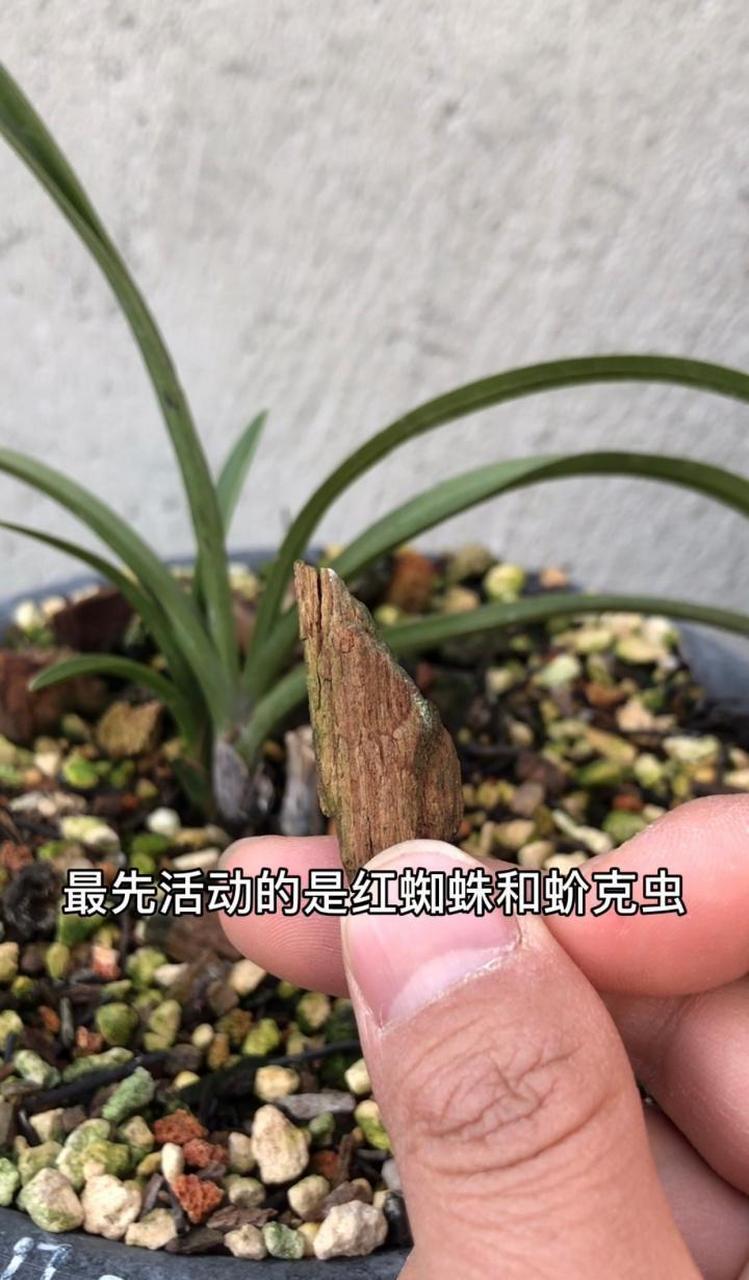 兰花被红蜘蛛啃食图片图片