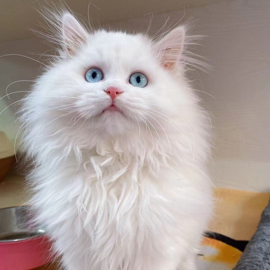 我国本土的临清狮子猫就是白色猫咪中一个很典型的代表,它们体型大