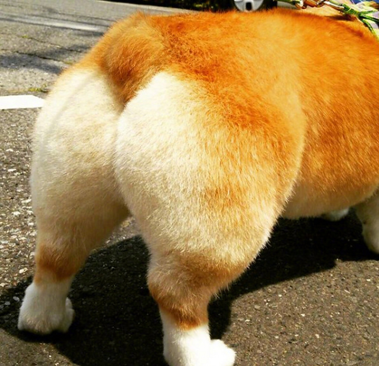 柯基宝宝ruka,有着一颗非常圆润光滑的桃屁