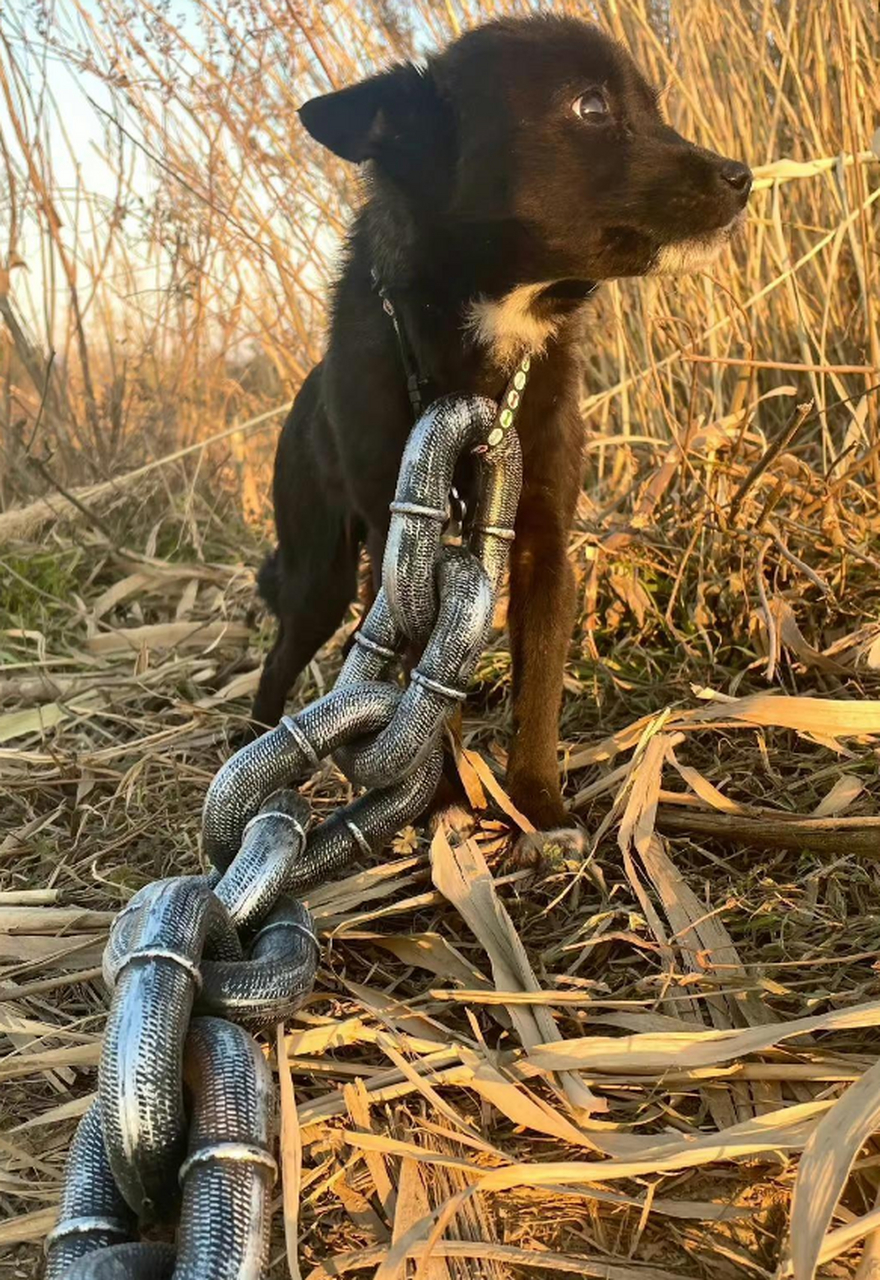 用这么粗的链子拴狗狗,可以去投诉这狗的主人吗