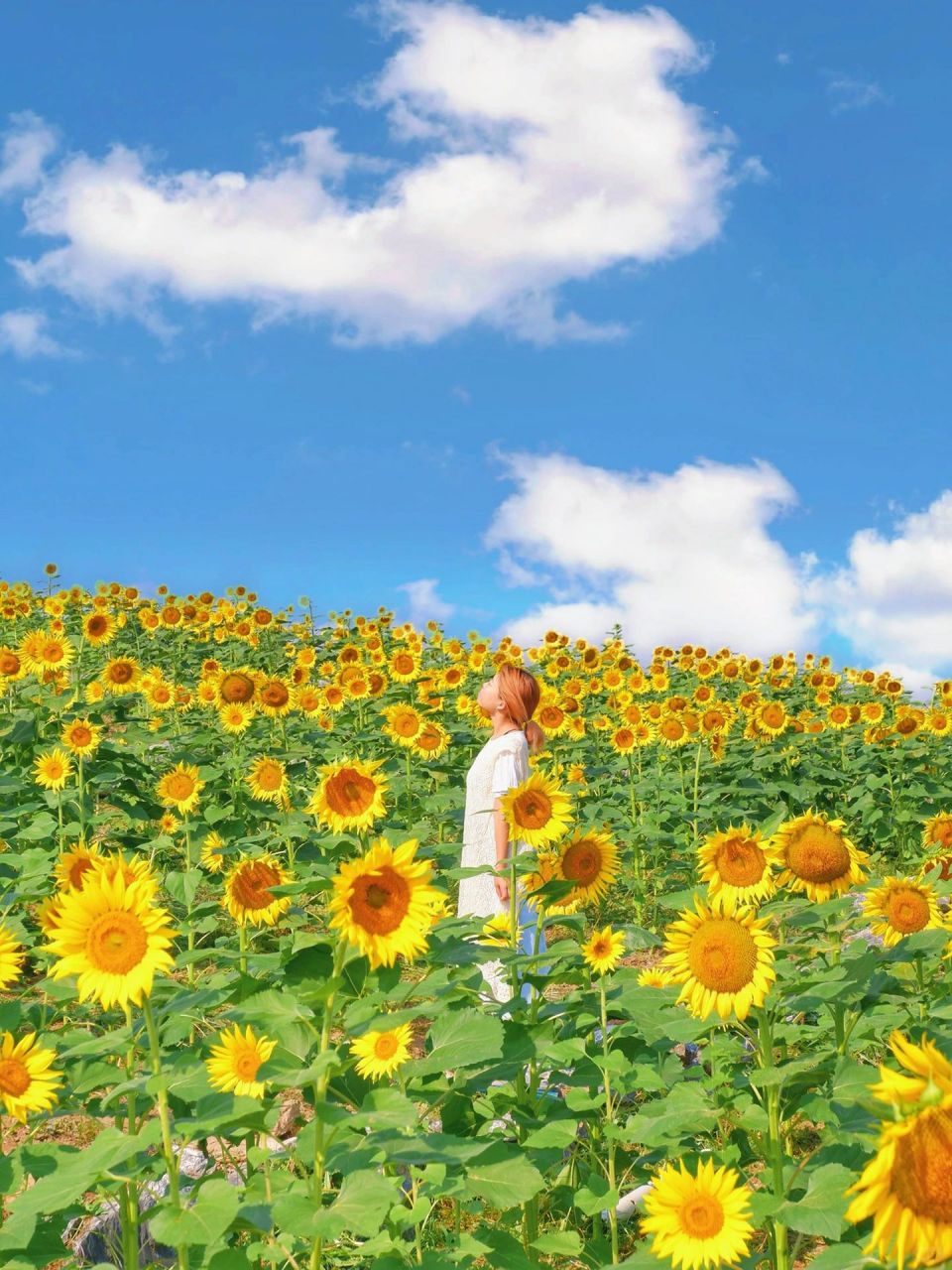 宫崎骏向日葵壁纸图片
