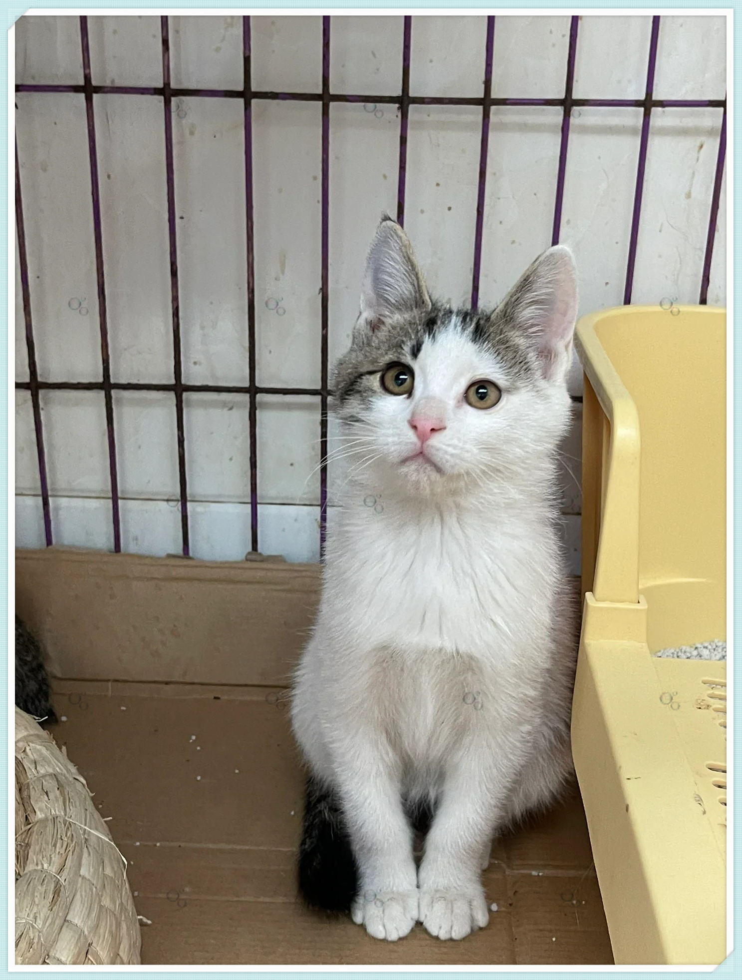 孤零零的小奶猫,他叫小狸花白  是小区汽车发动机里的小可怜.