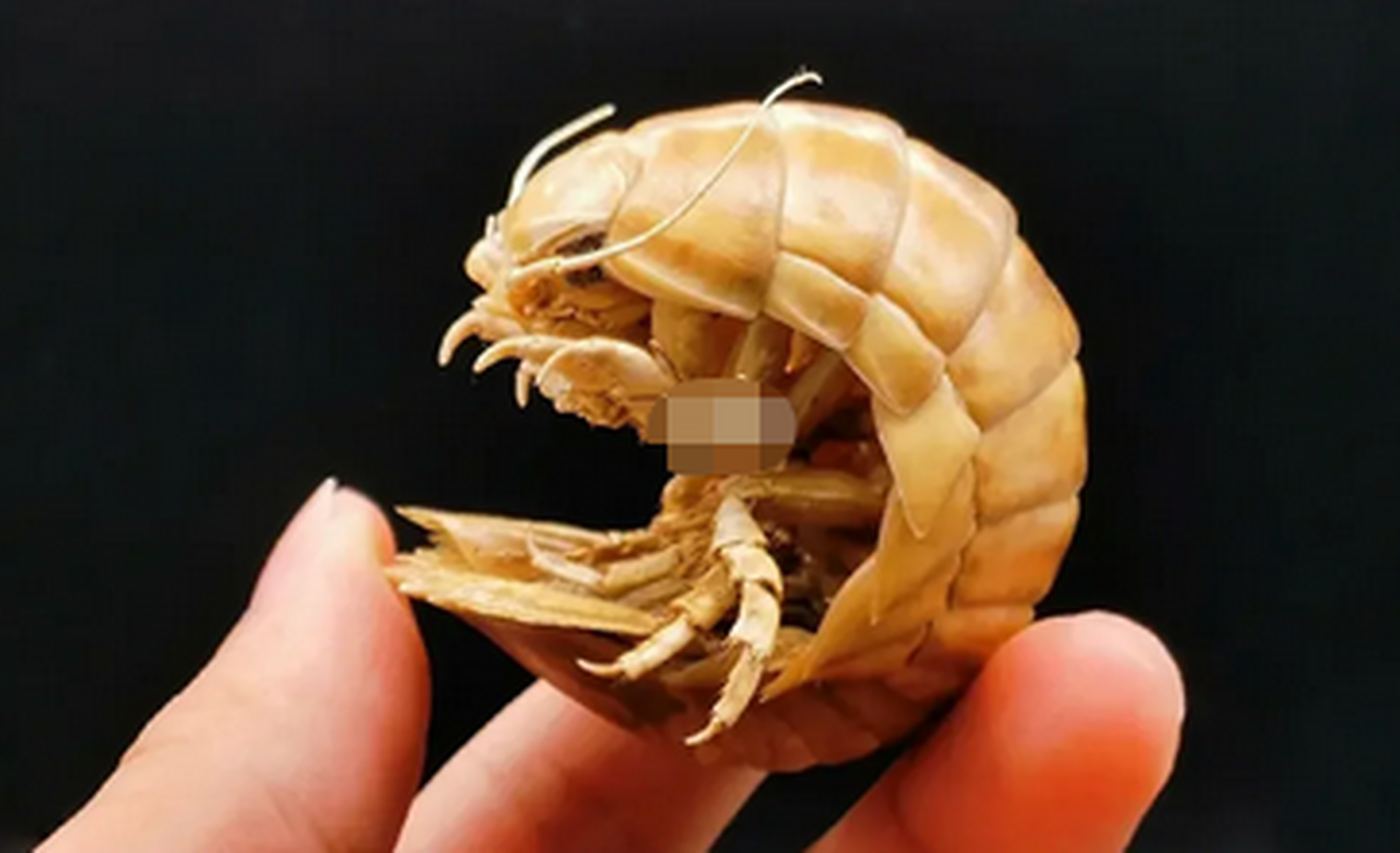 宫崎骏《风之谷》中王虫的原型?