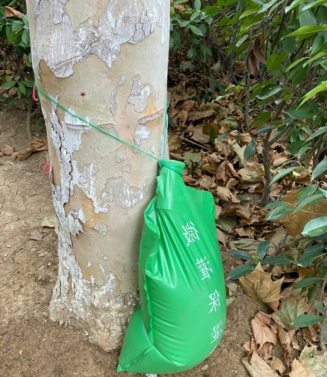 为什么要给树打针