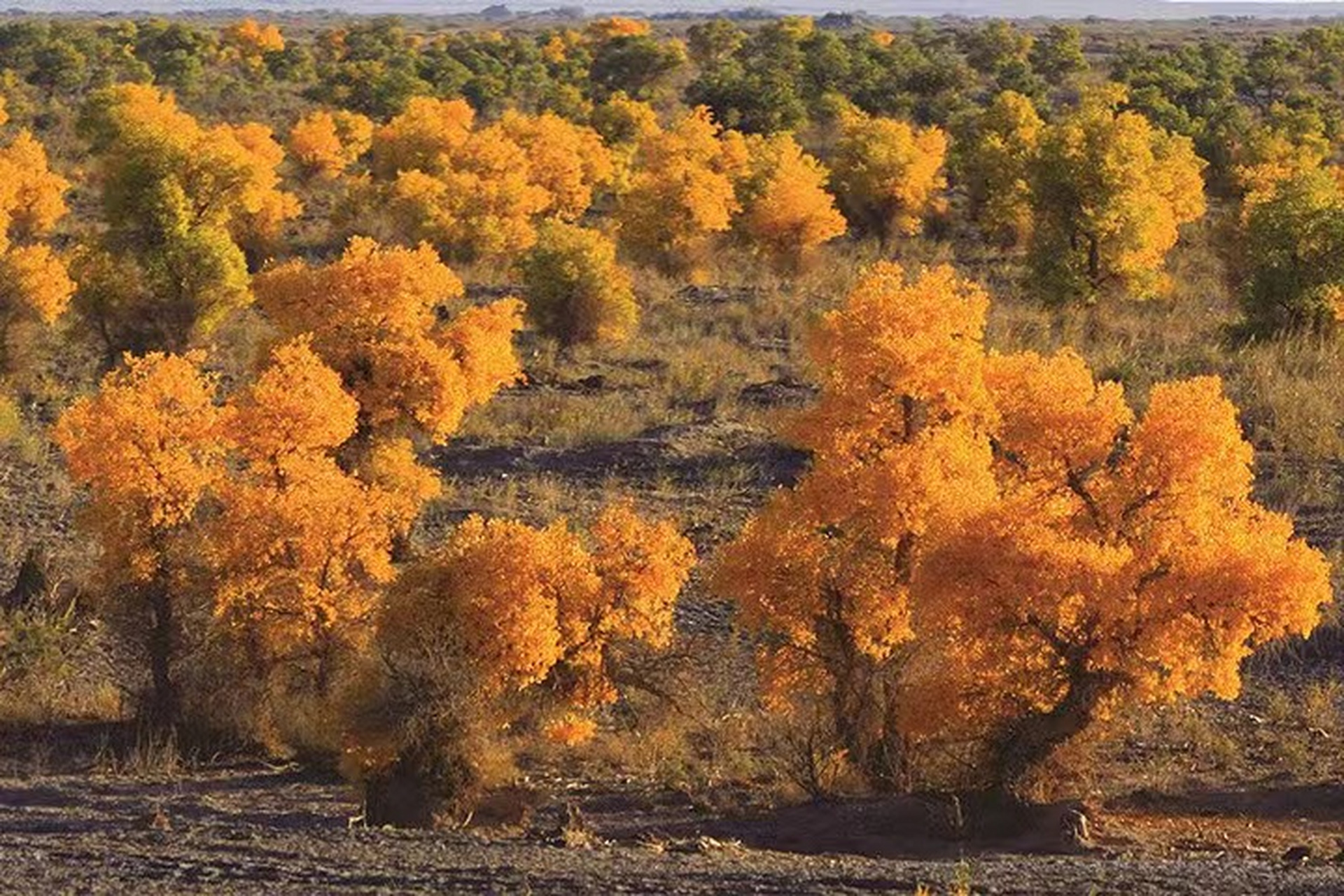 九月动态激励计划# 敦煌莫高窟的守护神——敦煌西湖湿地胡杨林 敦煌
