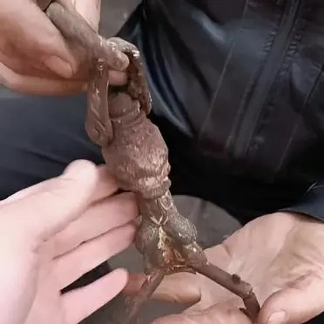 太爷爷当太监留下的宝贝,别人一百万收我都不卖