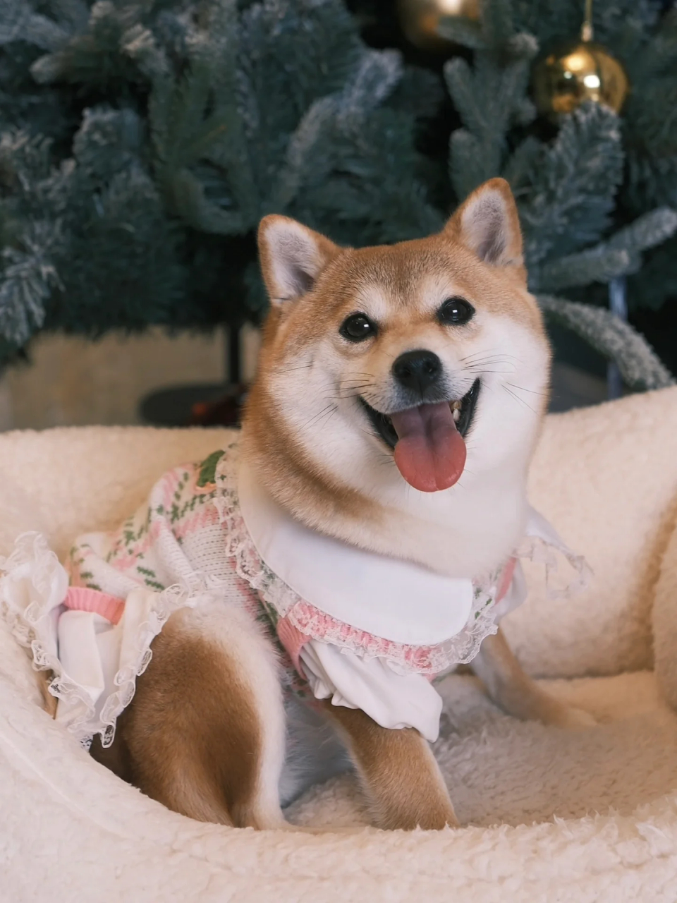 之处  天冷了给我家玩偶添衣衣啦94 恢复颜值的timi也太美了吧