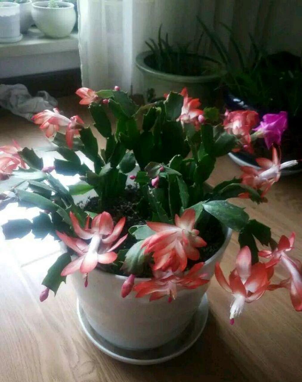 蟹爪兰"爱丽丝"开花的样子[期待]红白相间的花色,在阳光底下闪亮亮的