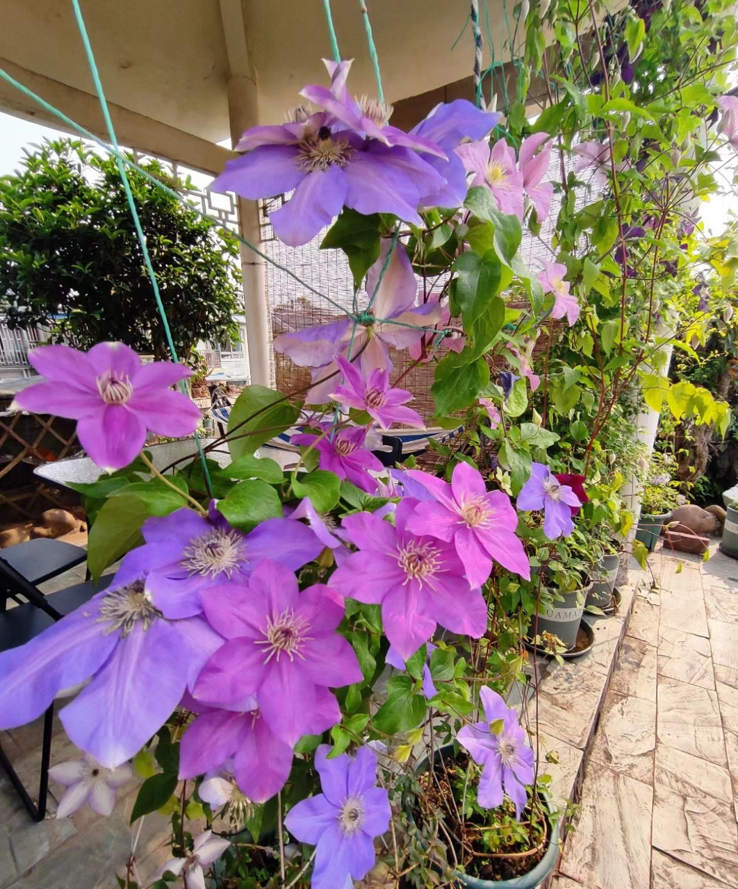 铁线莲"微光",能同时开蓝色,紫色花朵的品种,花大色美,每年两度爆花