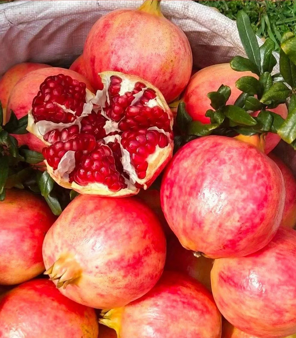 软籽石榴,又名"冰糖石榴",是石榴的一种,以其果仁柔软,甜度高且无籽的