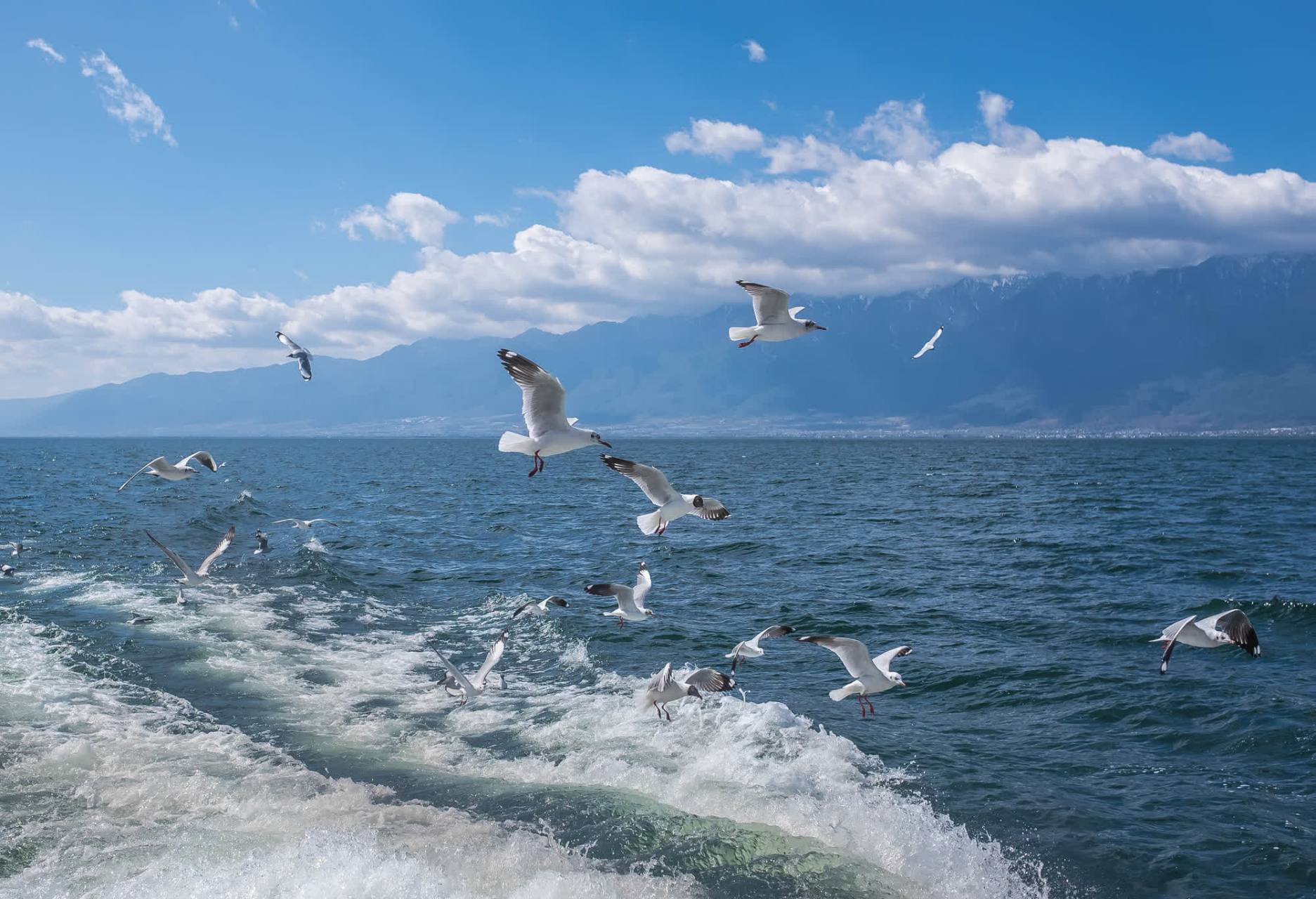 大理洱海海鸥图片图片