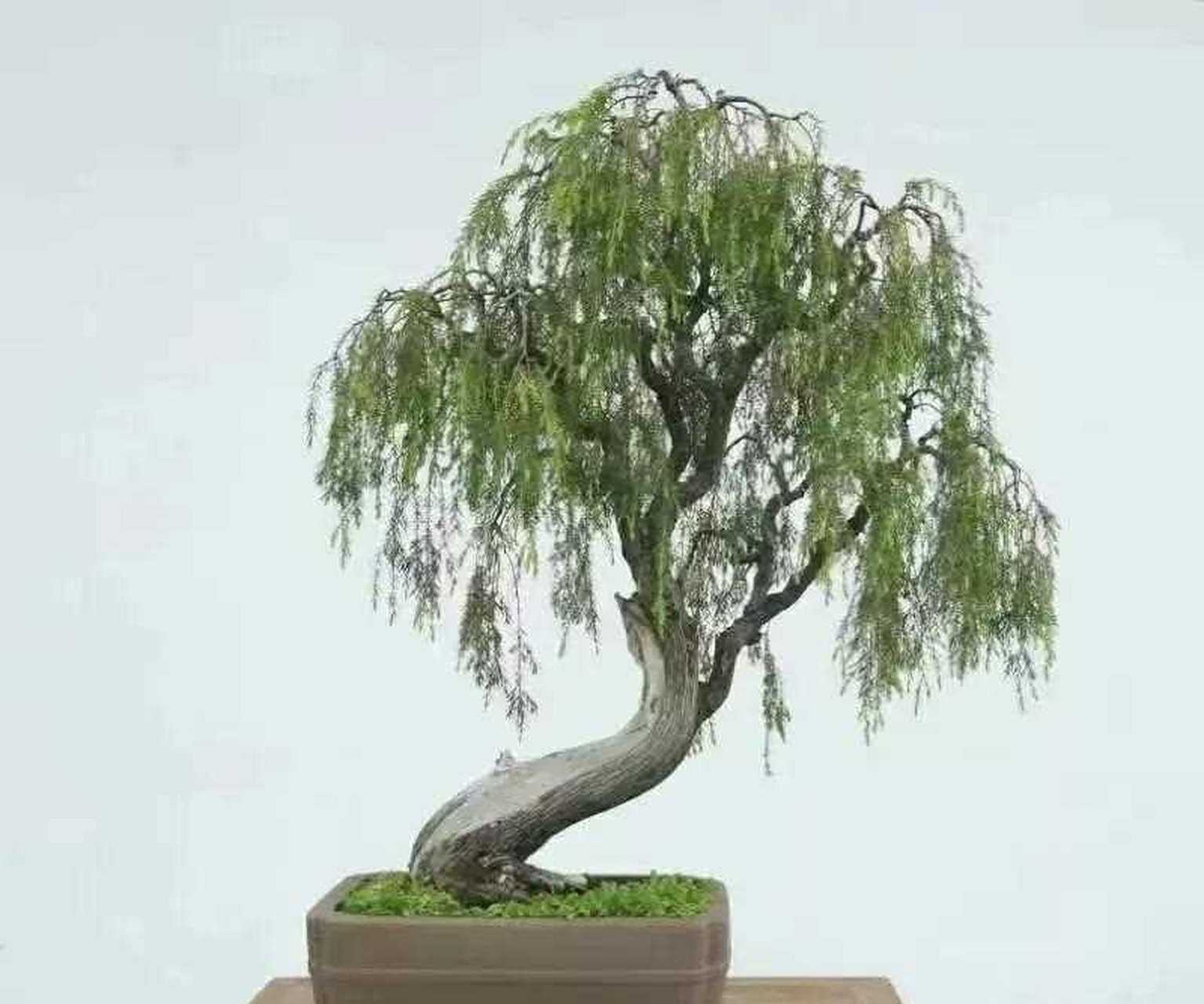 璎珞柏  柽柳  松柏盆景佳作欣赏