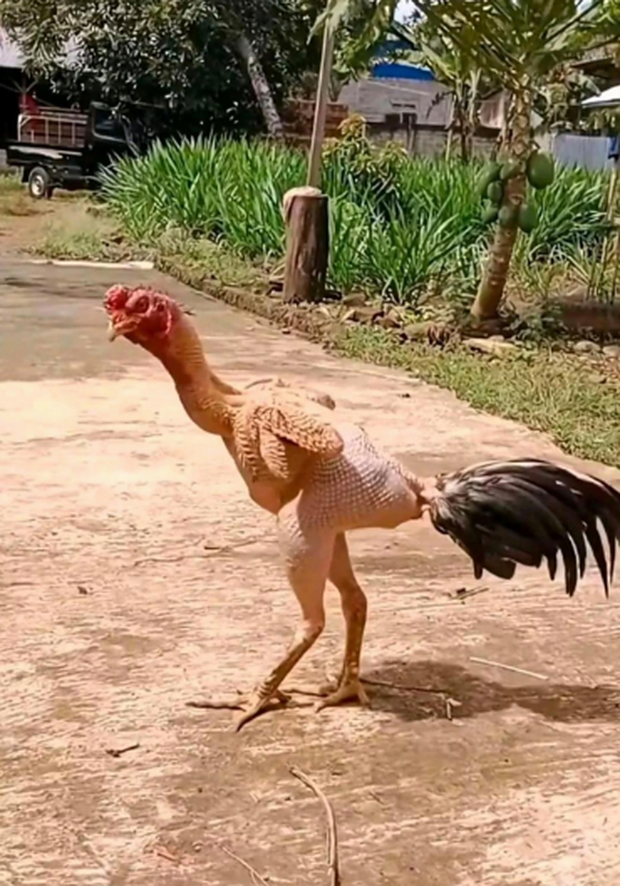 没想到鸡也有脱发的烦恼