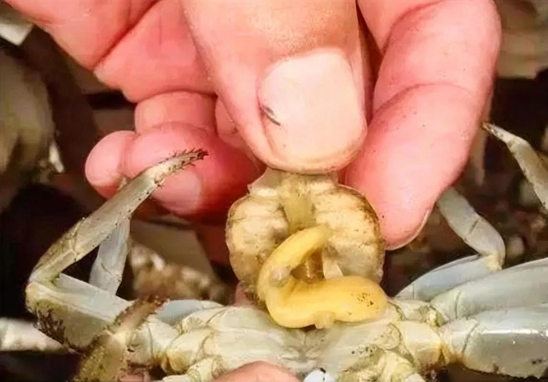 有种叫蟹奴的藤壶能控制螃蟹的身体和精神藤壶是一类看上去不起眼的