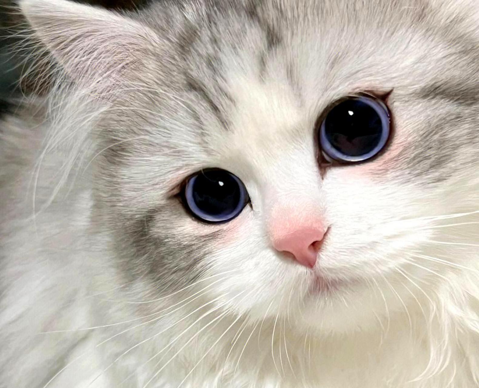 这只自带眼线的猫咪真是太美了!