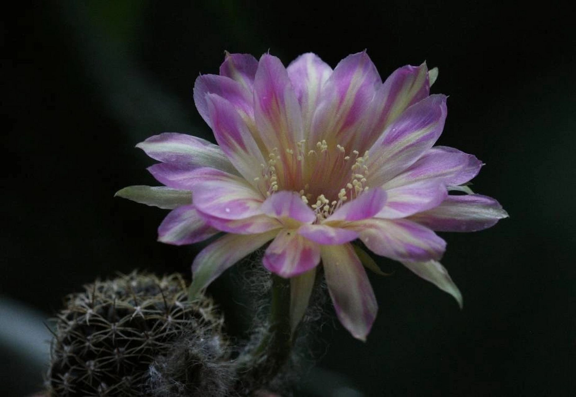 麗花球tom 前年的麗花tom圖,因拍砸了,本想全刪,今天還是糾結著發出來