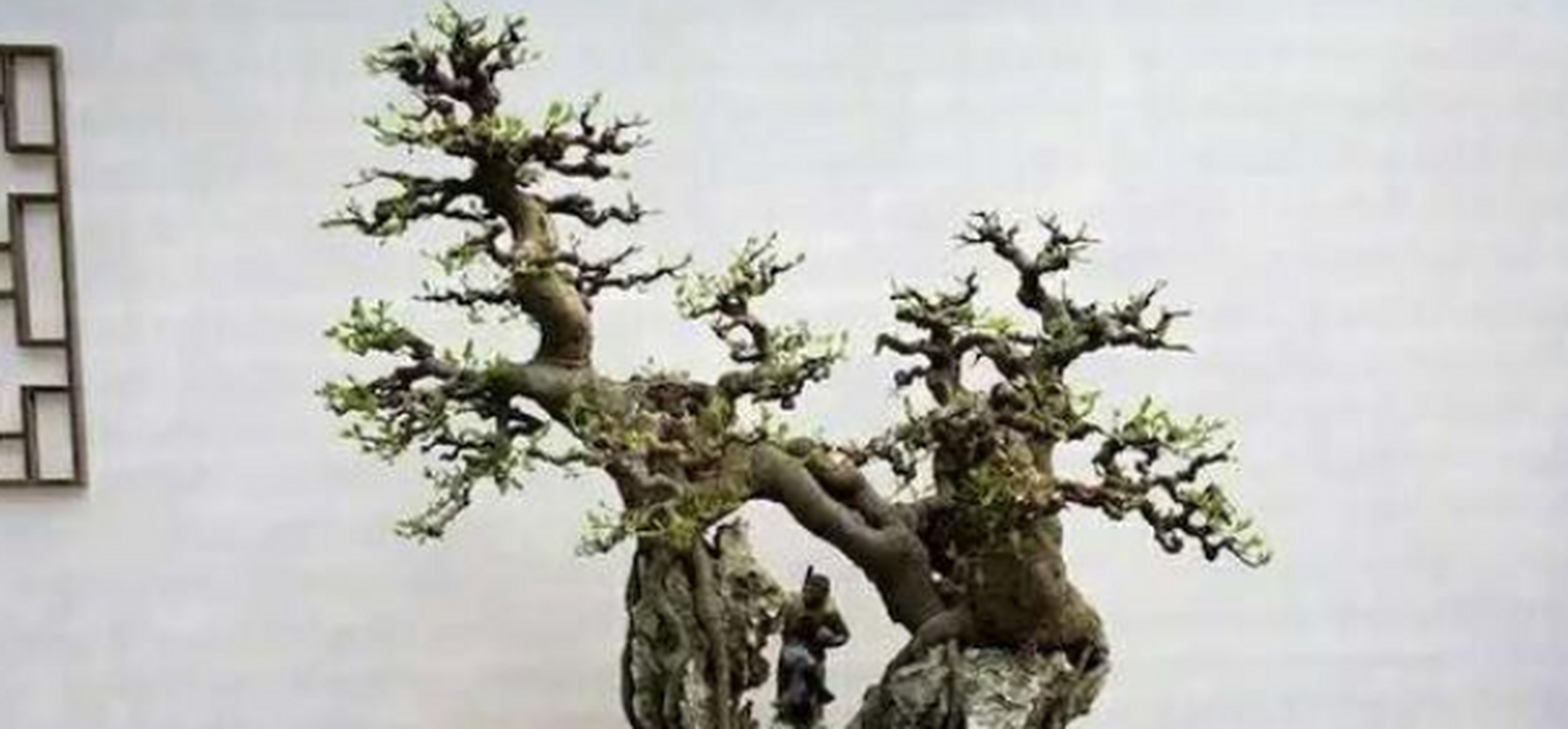 朴树又名相思树,是岭南盆景常见的一种杂木树种,成形时间相对短,耐