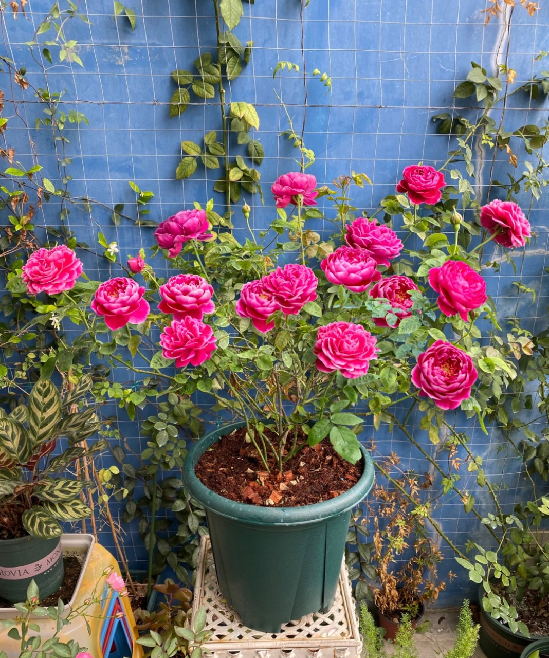 是适合养月季花的季节,给大家推荐一款非常"妖艳"的品种——玛丽玫瑰