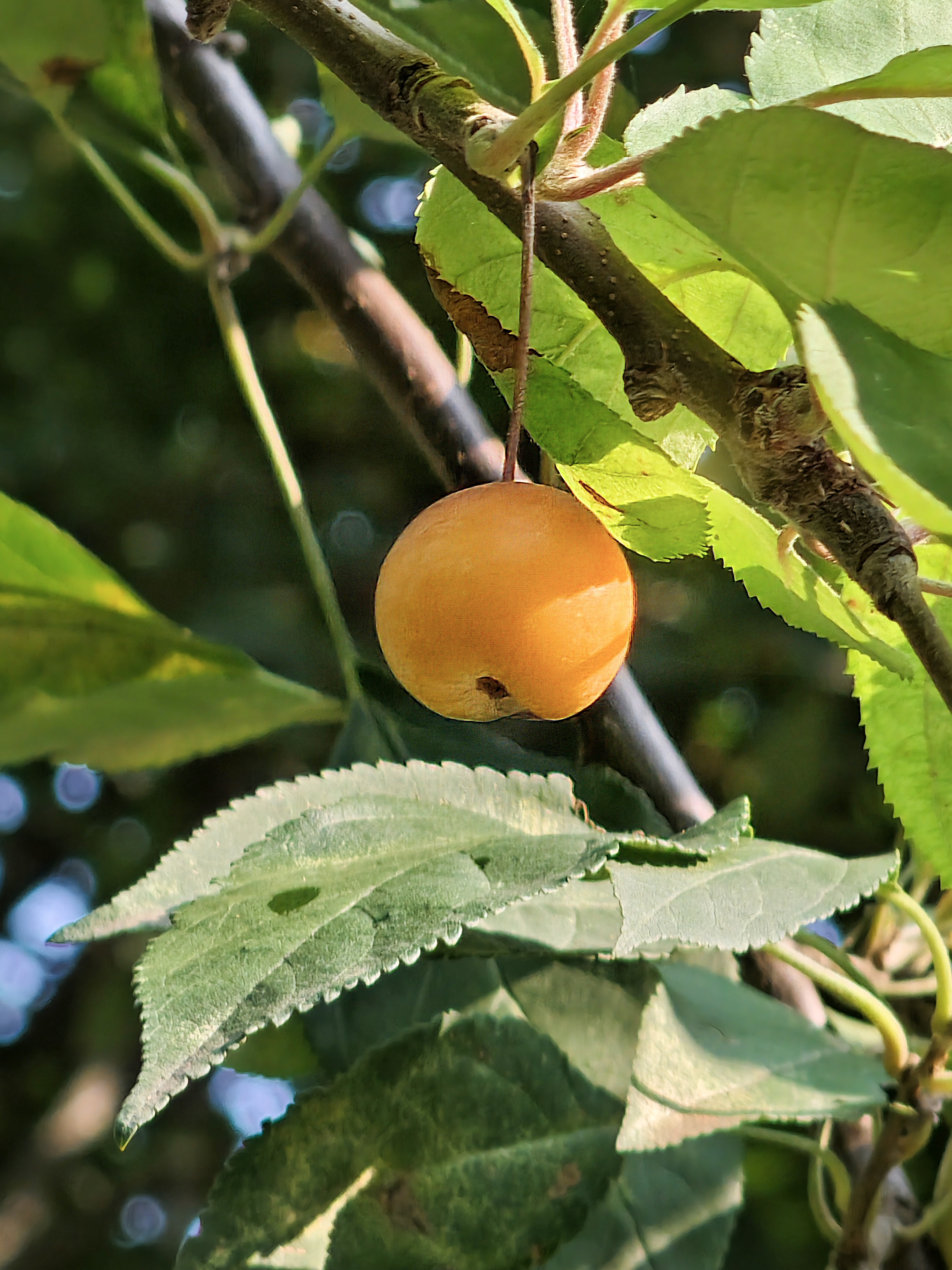 海棠果因其果小核大,能吃的果肉不多,再加上口感有点酸涩,没什么人