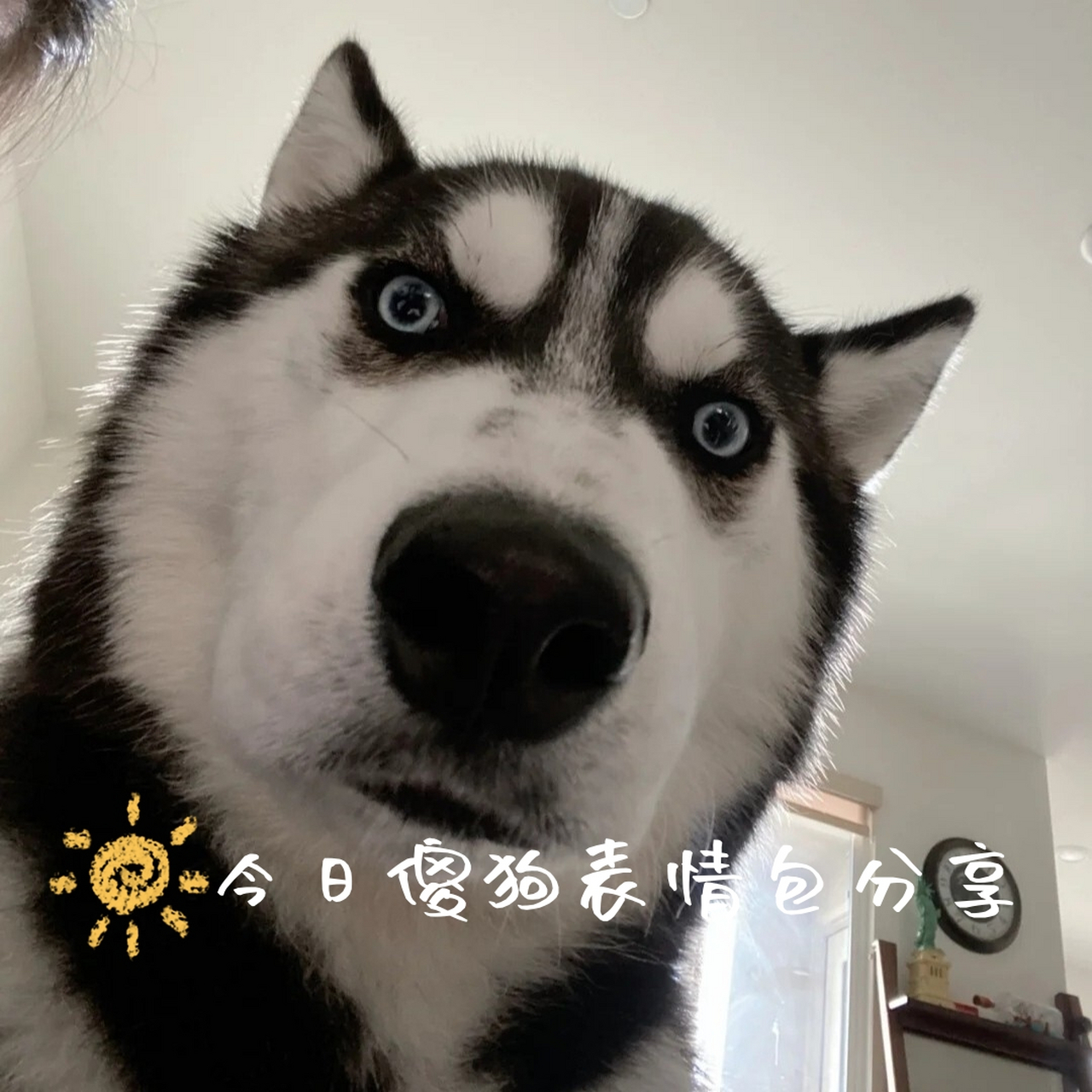 今日傻狗表情包分享