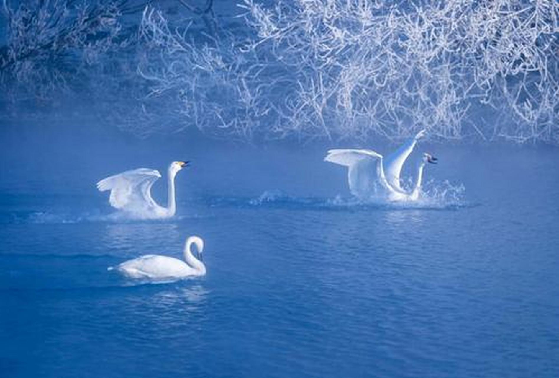 雪梨天鹅湖图片