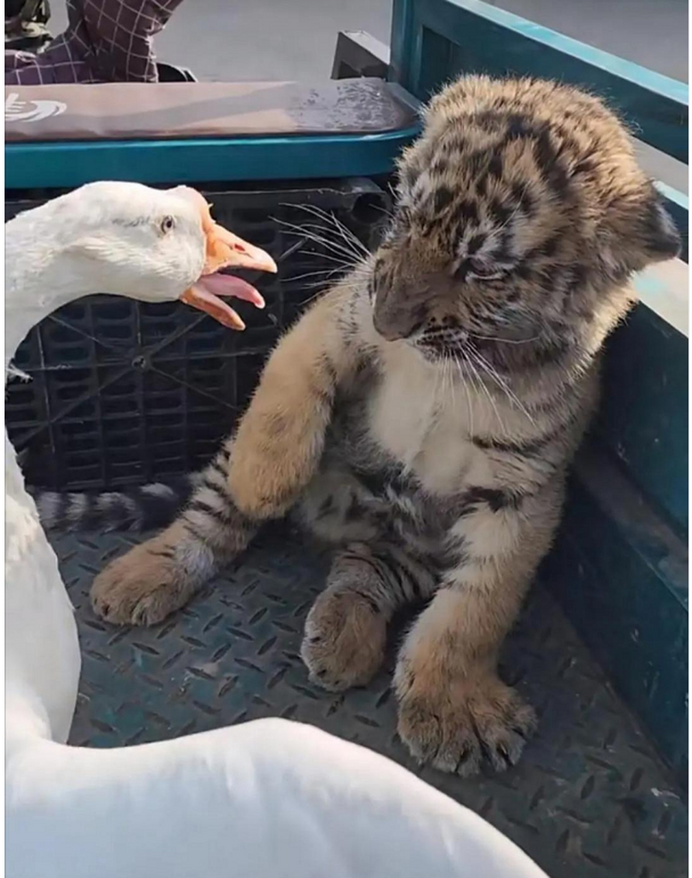 虎落平阳被鹅欺