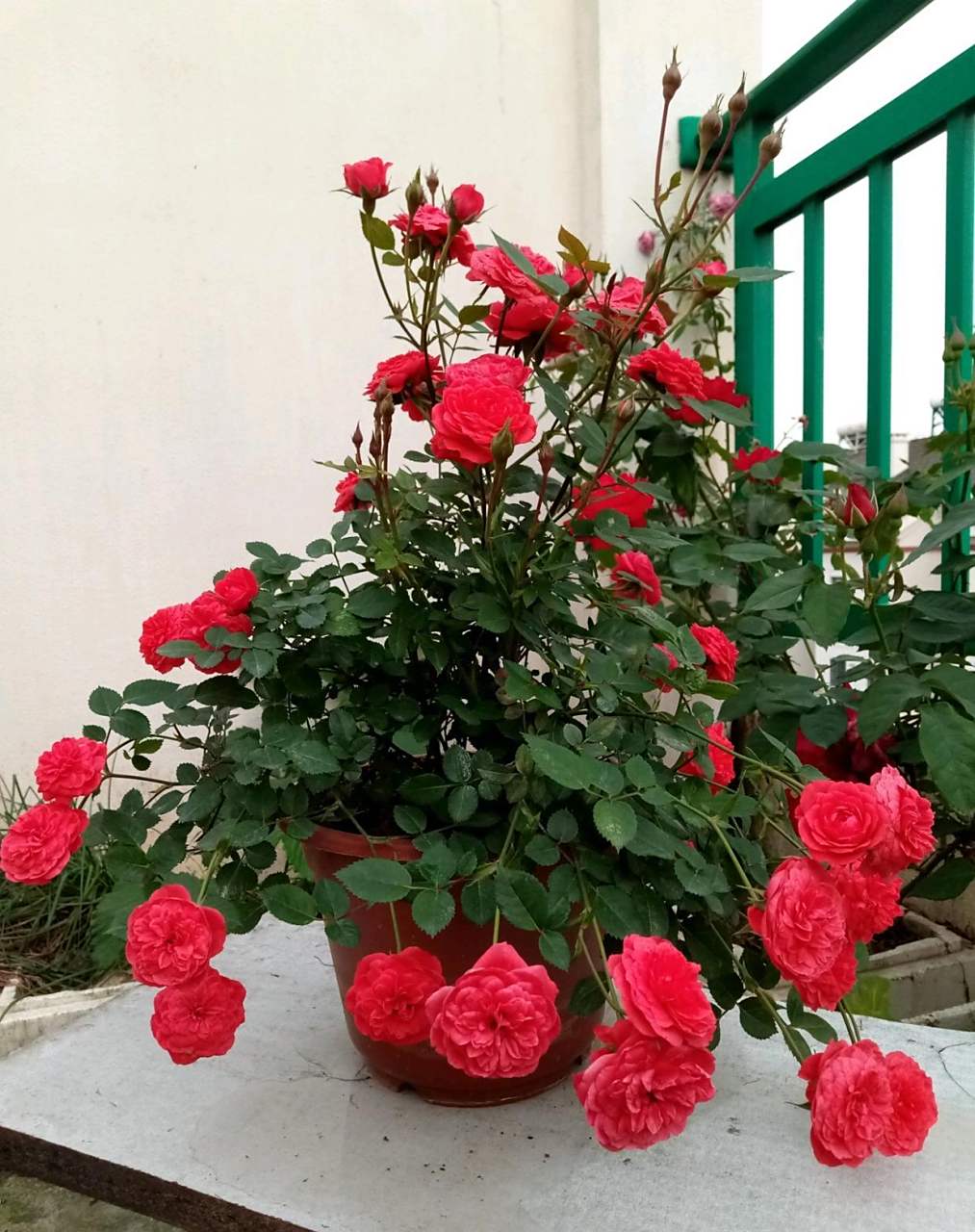 微型月季花—草裙舞女(hulagirl),一个非常值得拥有的经典品种,其植株