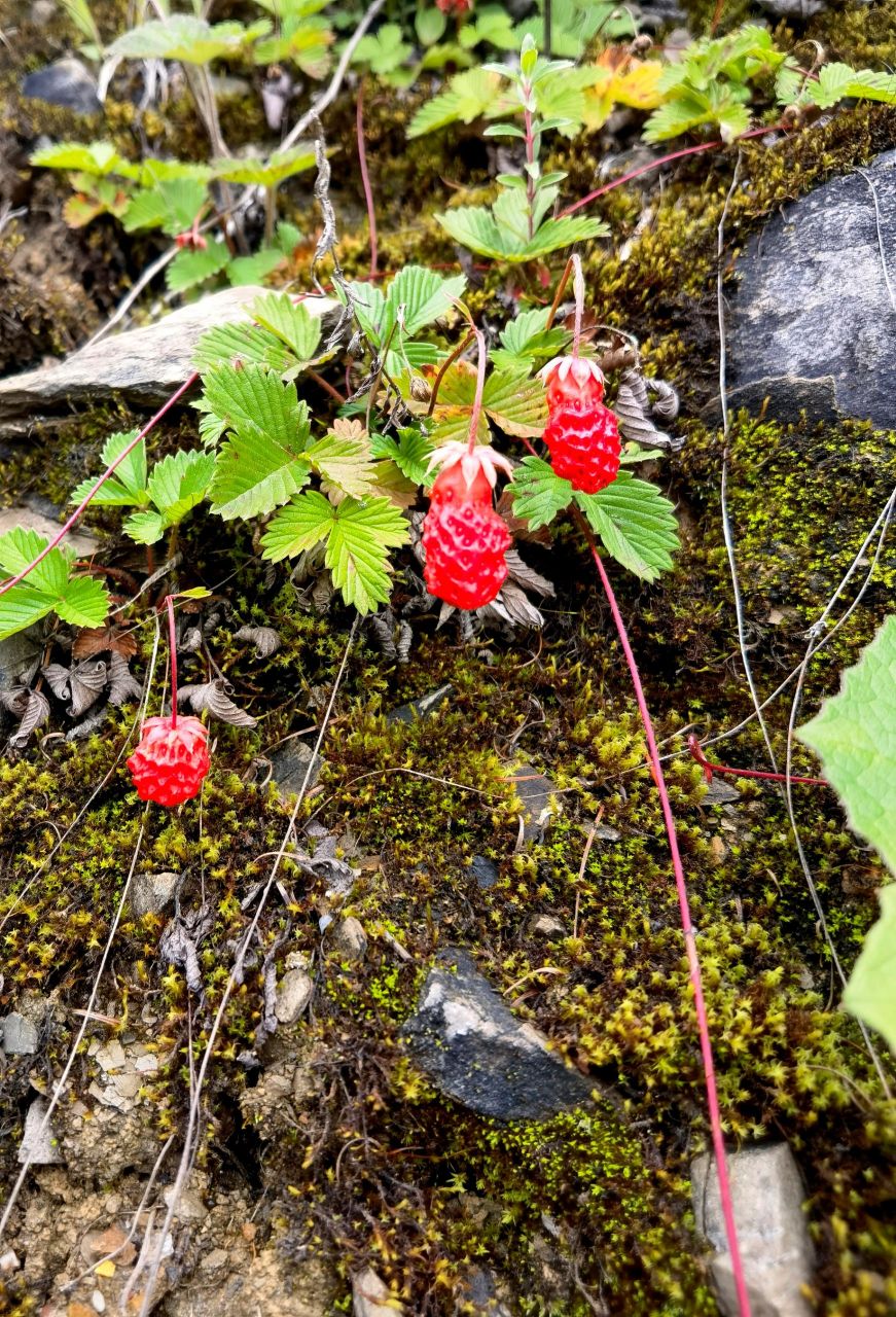 这种野生草莓,你的老家还有吗?