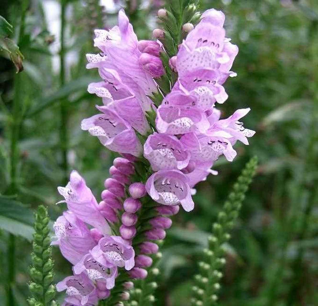 芝麻开花节节高,网红花卉欣赏,大家喜欢芝麻花么?