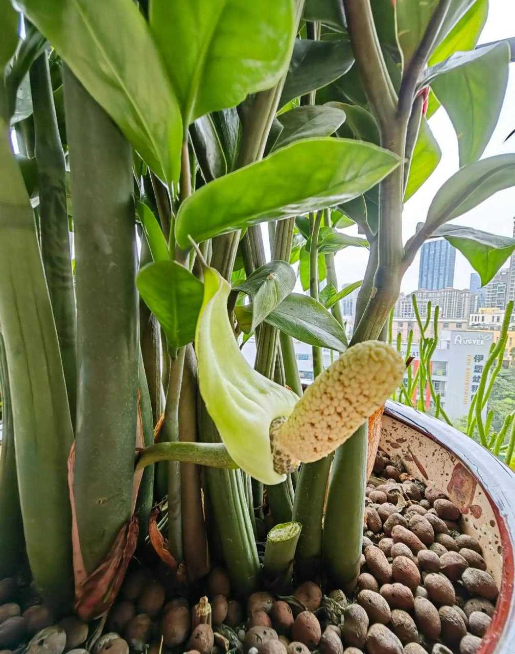 金钱树开花图片(金钱树开花图片 预示)