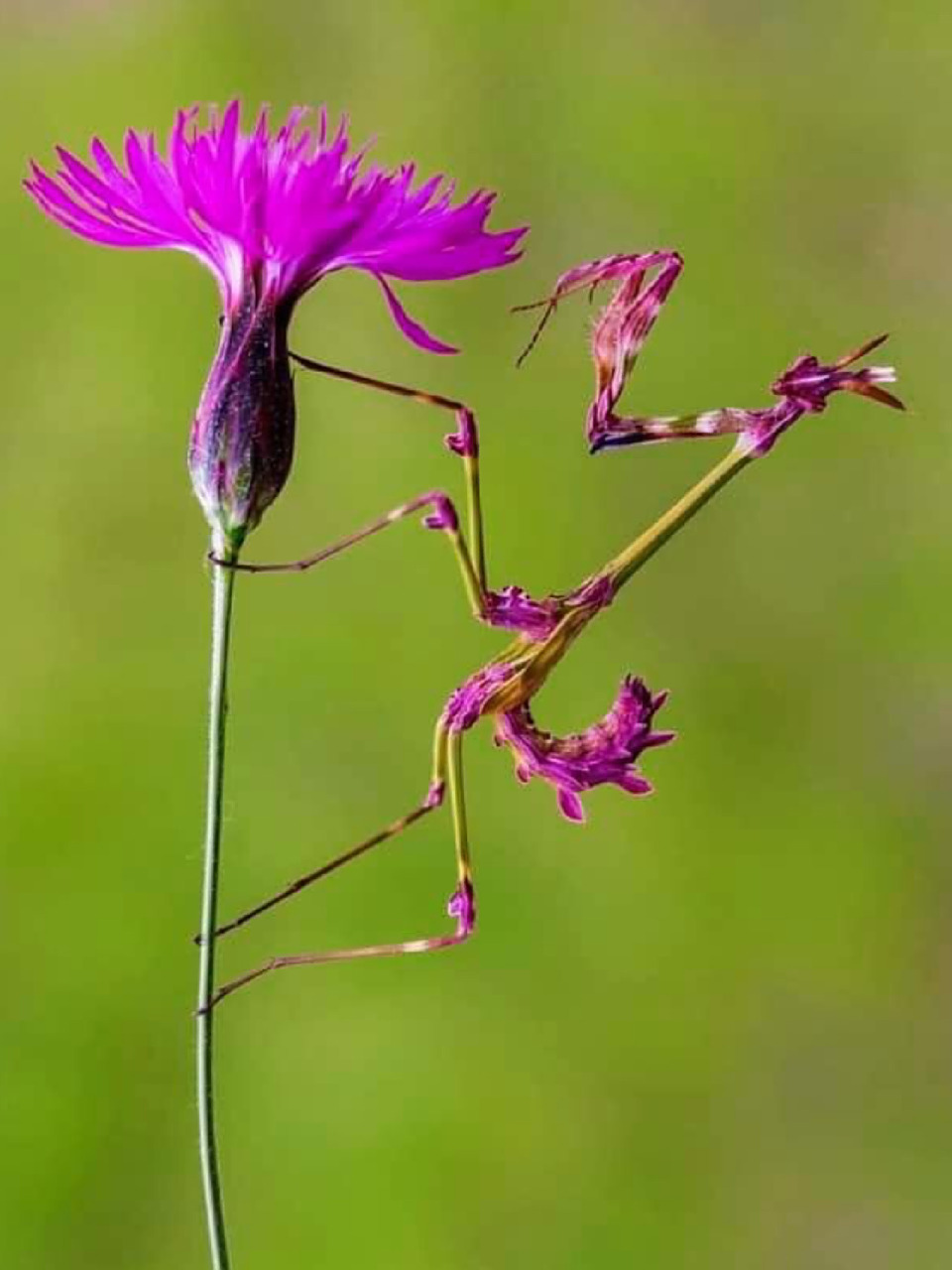 名称:粉花锥头螳螂 外文名:empusa fasciata 简介:主要分布在北非和