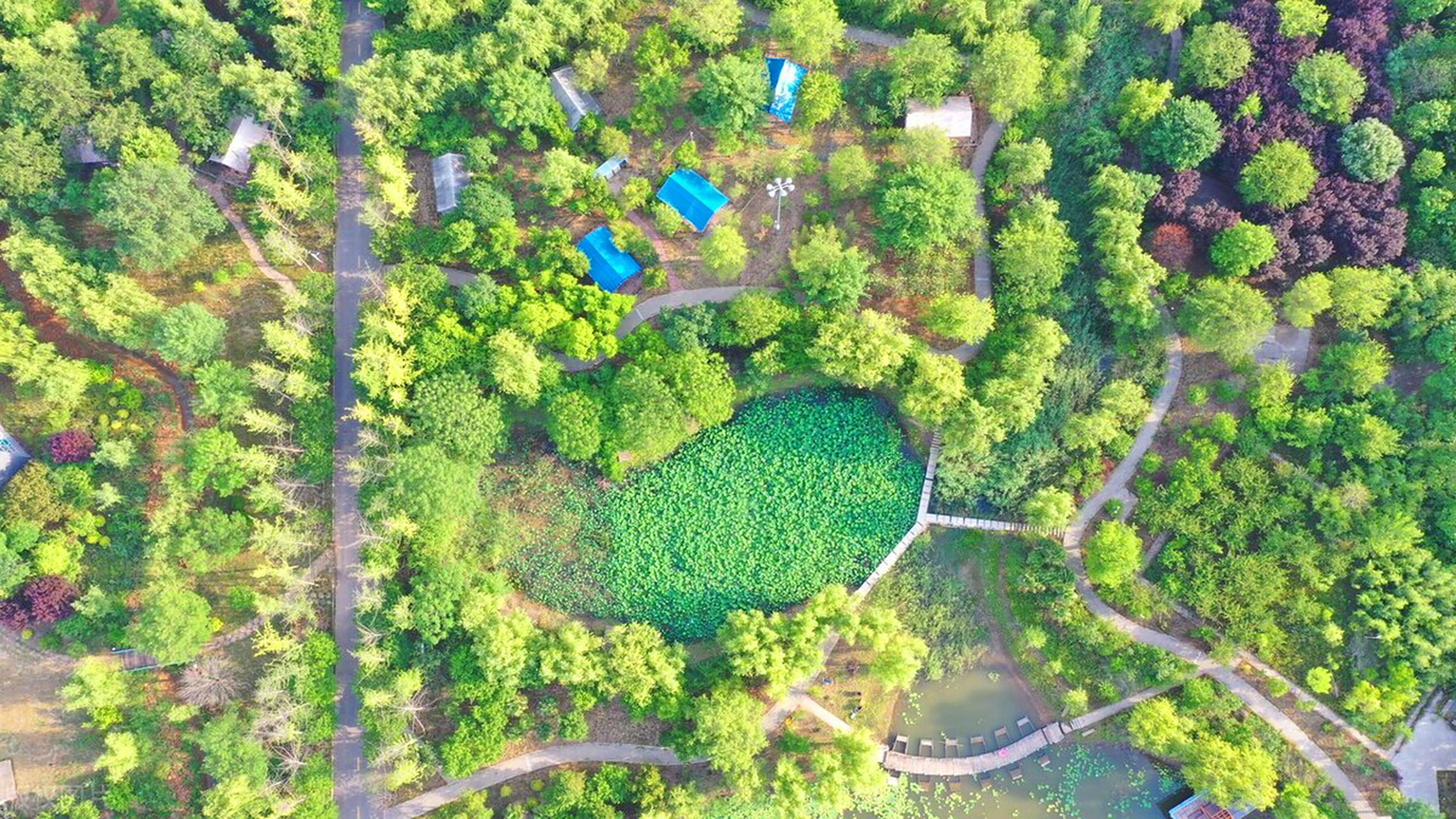 仲夏时节,位于河南鄢陵县建业绿色基地内的玉兰花星空营地,步道蜿蜒