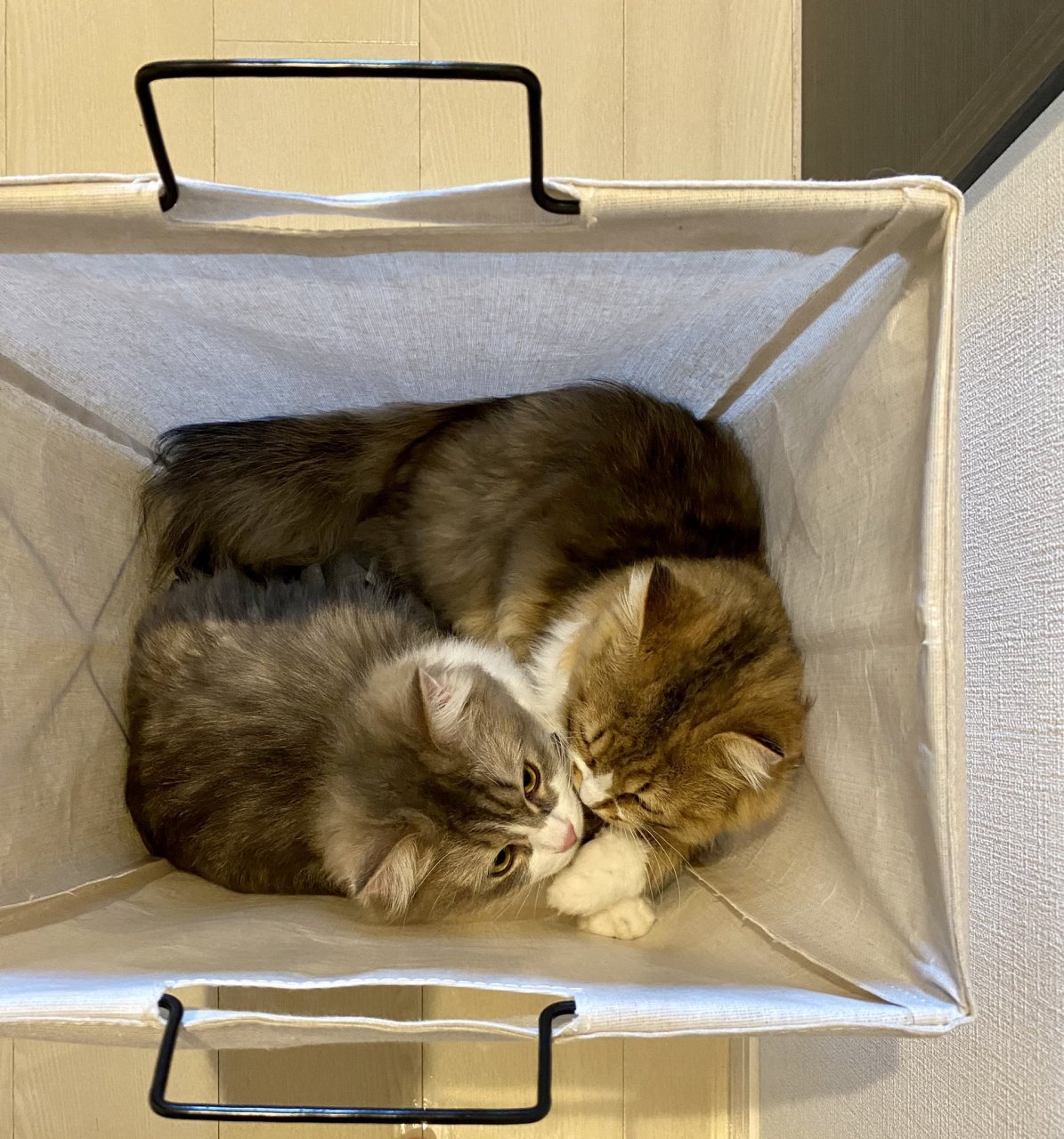 日本推特用户minuminutaro养了2只可爱的小步舞取猫「minu太郎」和