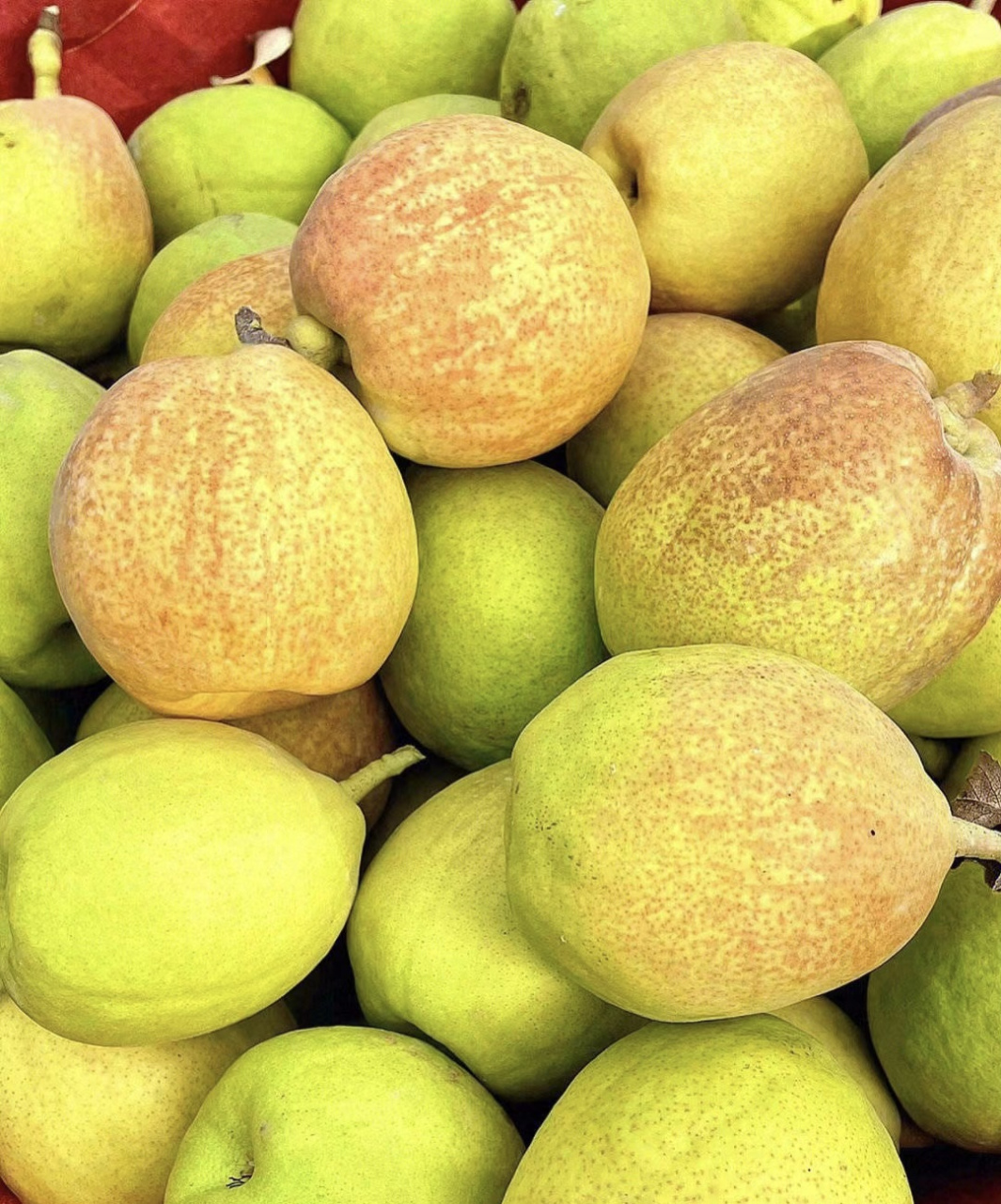 女子裸辞做旅行博主投几十万零收# #新疆库尔勒新疆雪梨 98来自